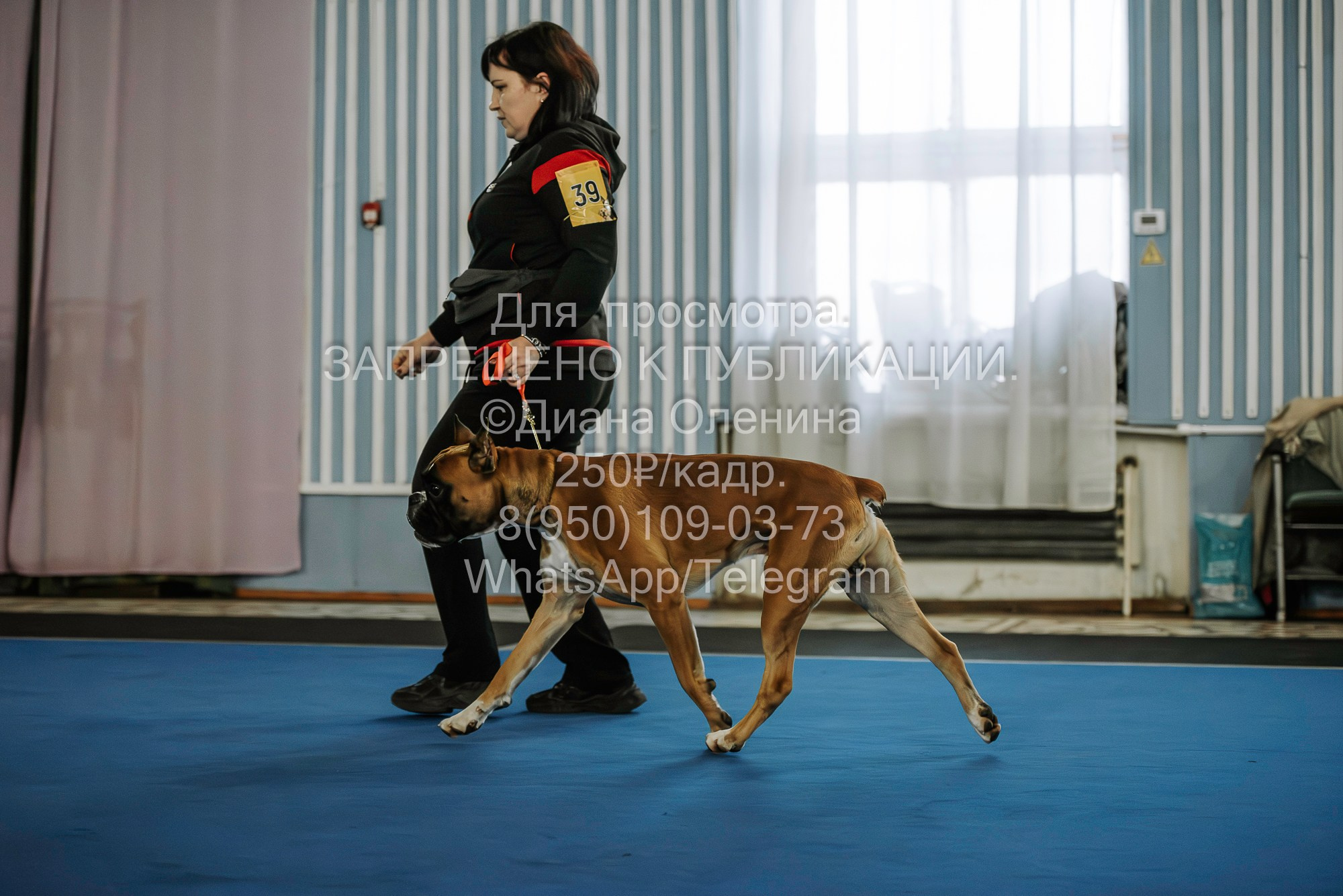 Выставка собак Красноярск 29.10.2023. Фотограф Диана Оленина Красноярск / Братск