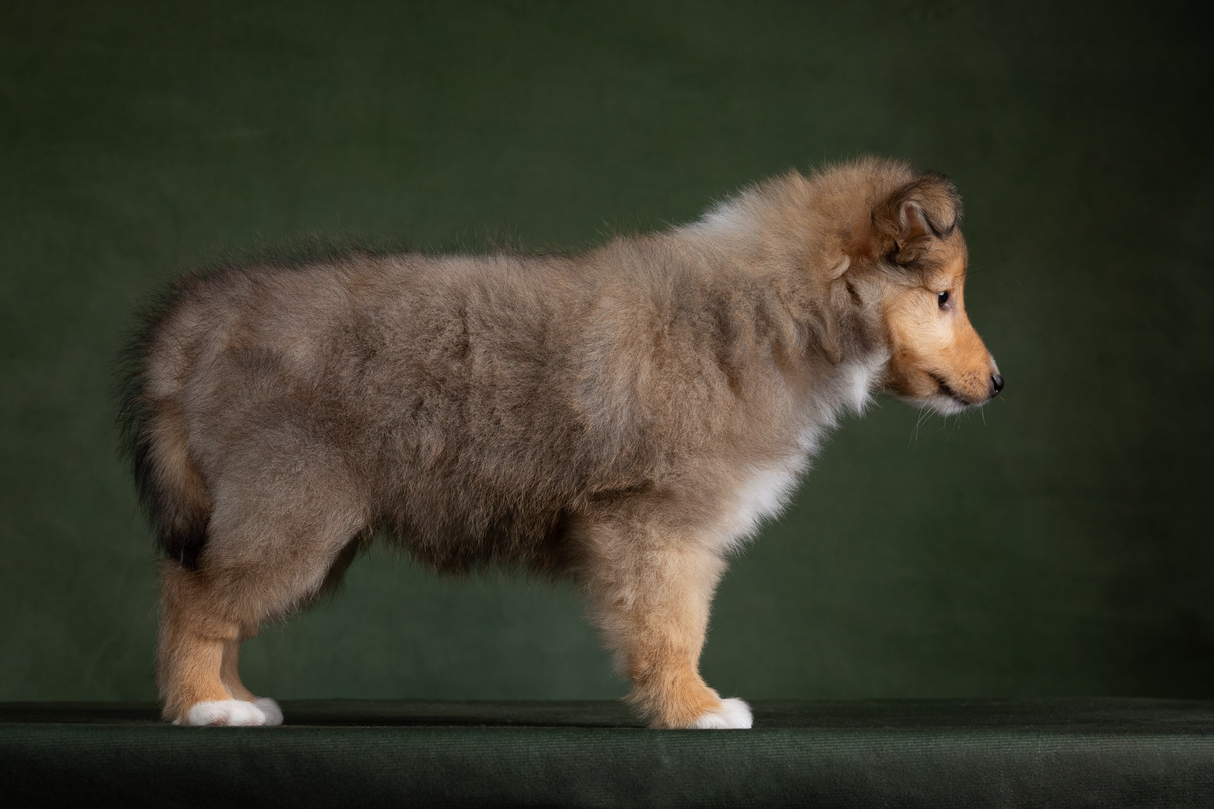 Помет щенков в 2 месяца. Фотограф-анималист в Москве и Московской области Татьяна Фролова