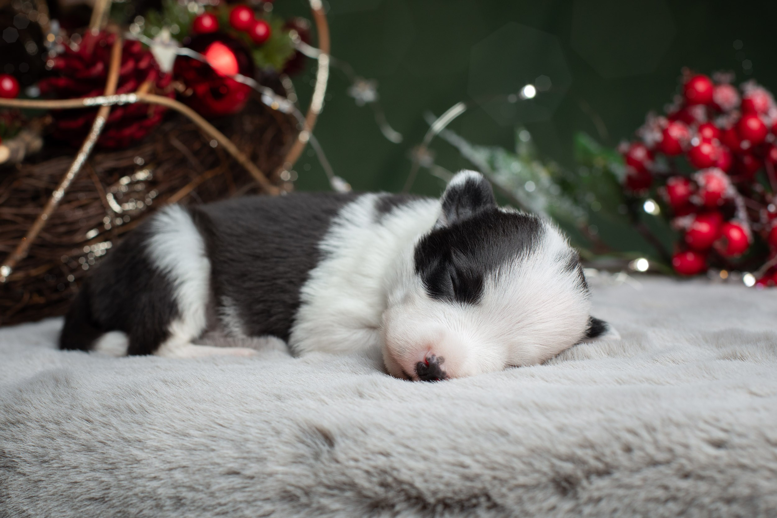 Студийная ньюборн съемка помета бордер-колли. Фотограф-анималист в Москве и Московской области Татьяна Фролова