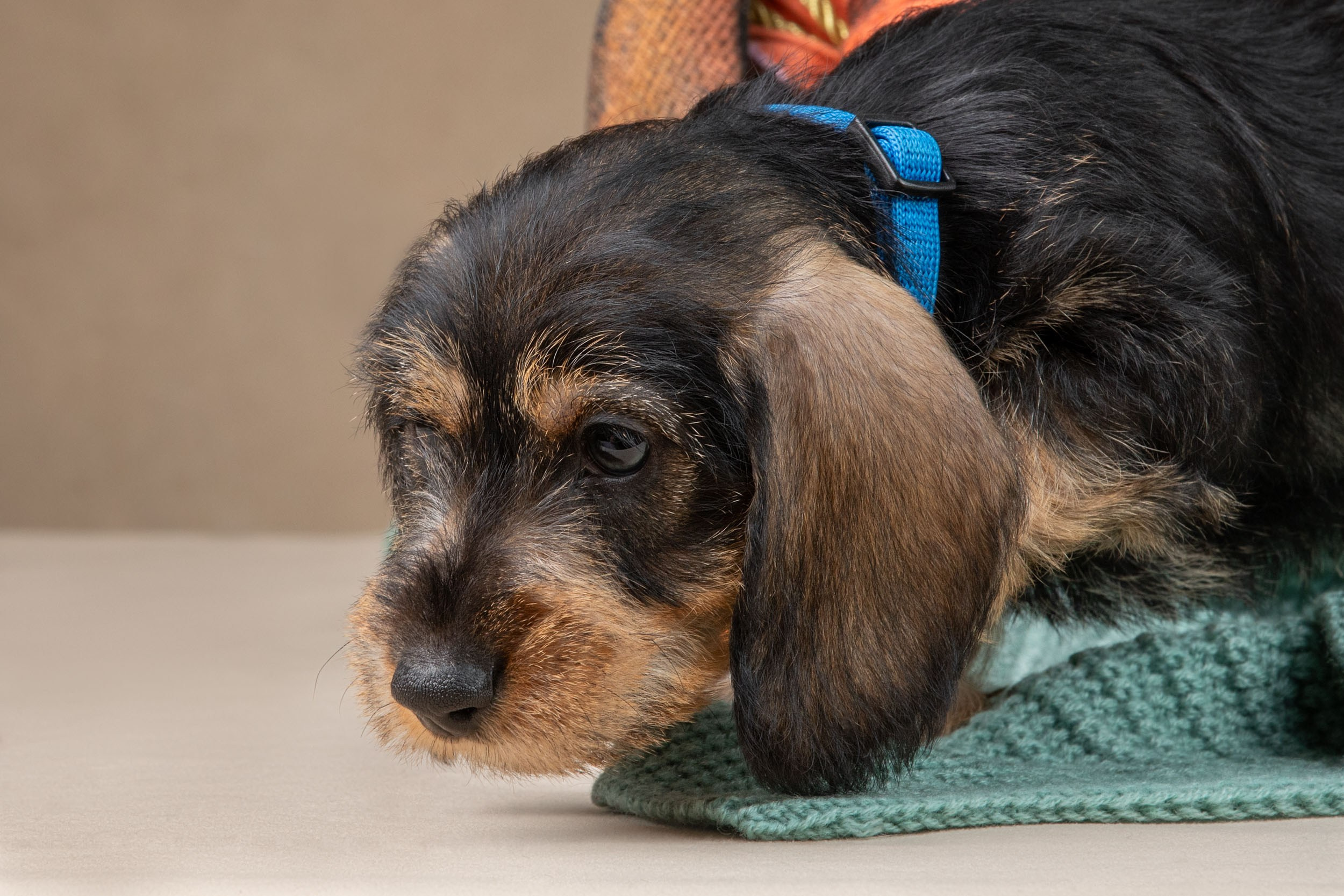 Съемка щенков жесткошерстной таксы на бежевом фоне в ящике. Фотограф-анималист в Москве и Московской области Татьяна Фролова