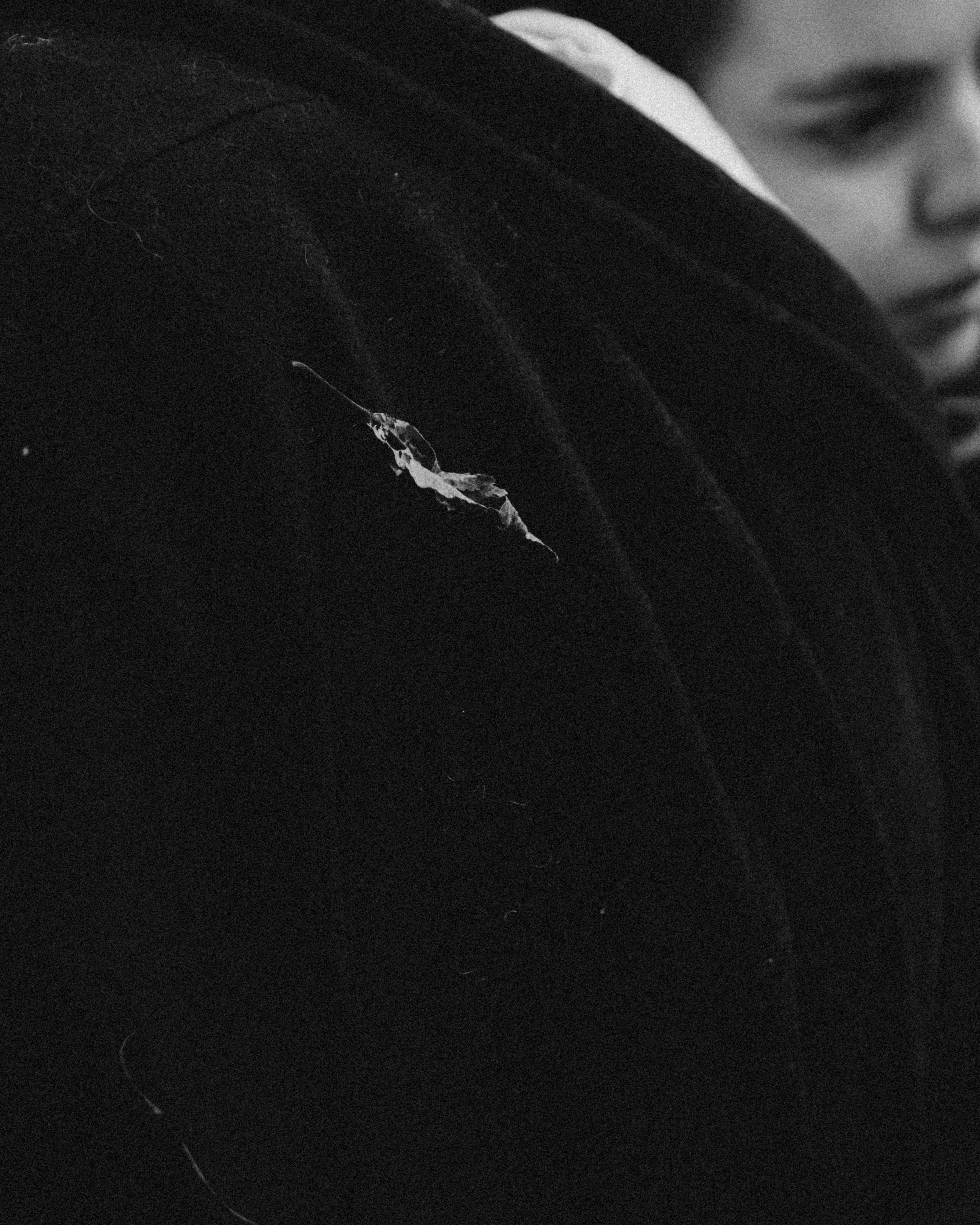 Галки, ветки и любовь. Фотограф Москва Селюкова Юлия