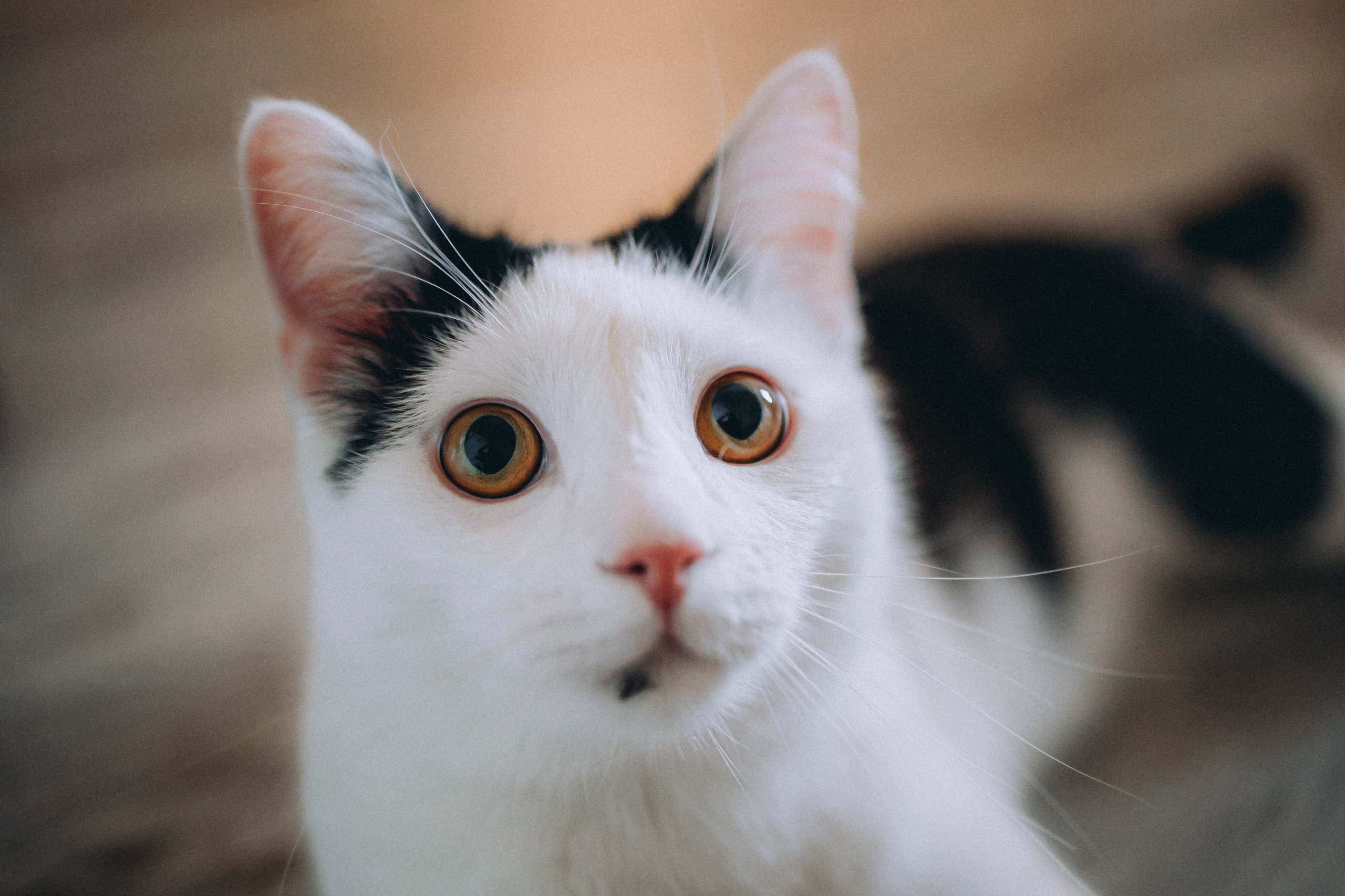 Рыся, Кепа и их семья