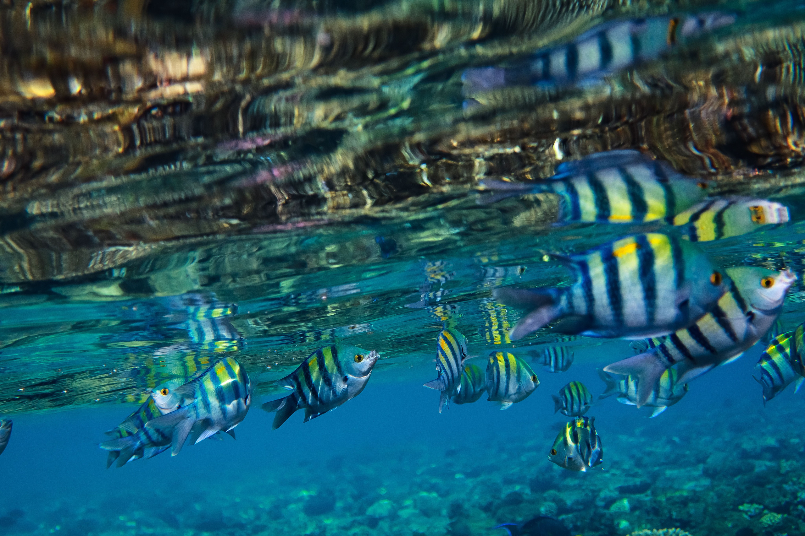 Fish. Фотограф Светлана Голицына