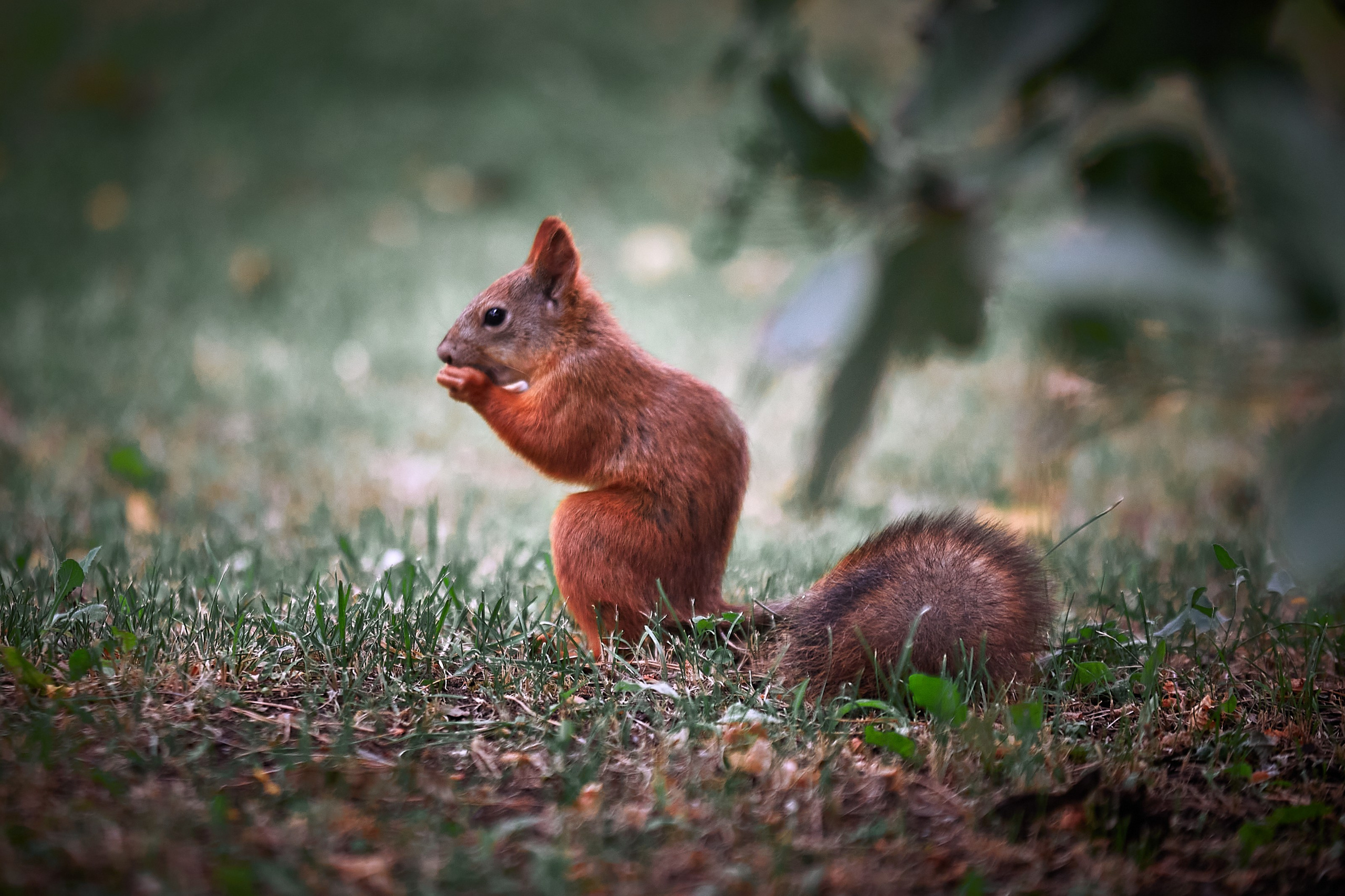 Животные. Портретный, интерьерный и фуд фотограф в Перми Иван Вострецов