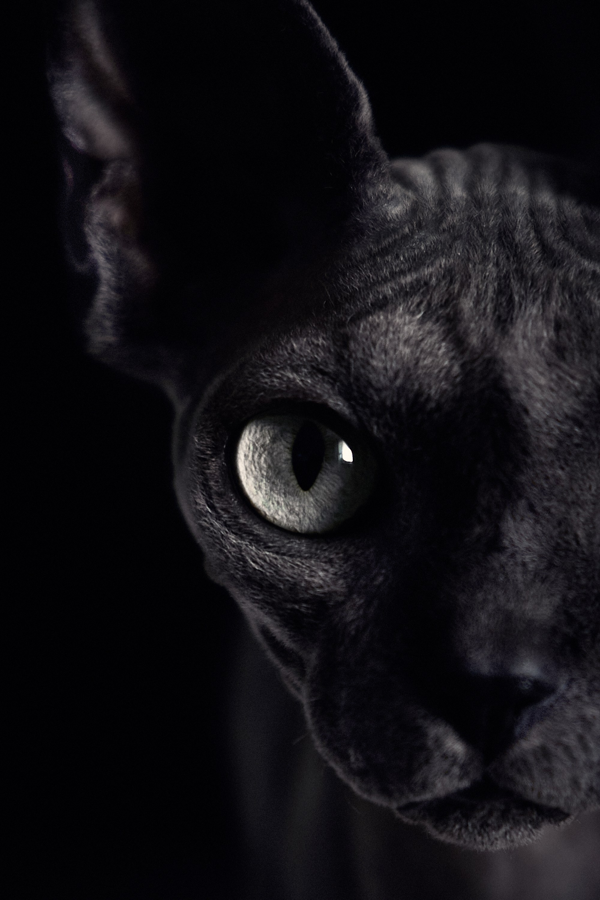 Животные. Портретный, интерьерный и фуд фотограф в Перми Иван Вострецов