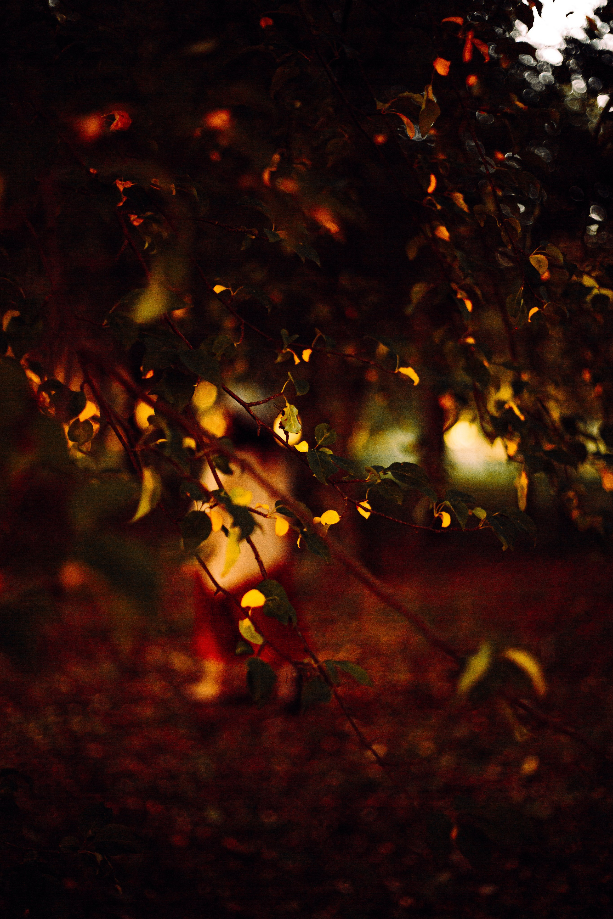 Хиппи. Единение с природой. Арт-фотограф Крис Л. в Тобольске: портрет, семейные, свадьбы