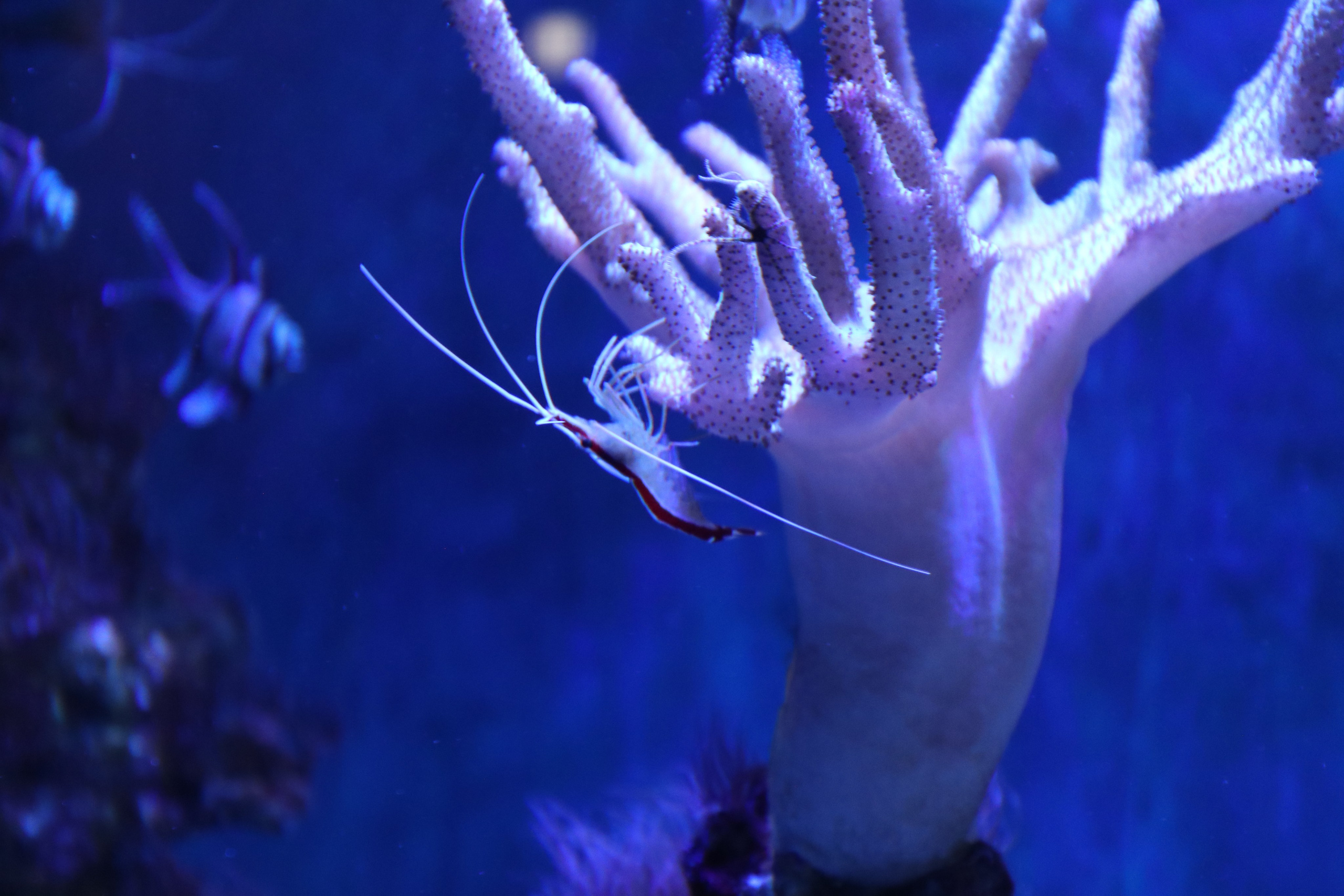 Крым. ЮБК (Севастополь, Кастрополь, Ялта). Май 2023. Путешественник-фотограф из Санкт-Петербурга Татьяна Свистулина