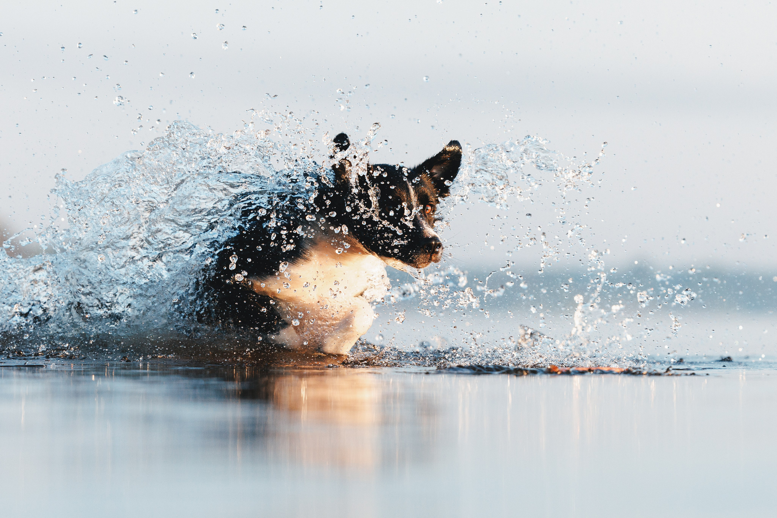 Токи, Янки, Лось, Мако и Рин. Фотограф анималист Осипчикова Мария