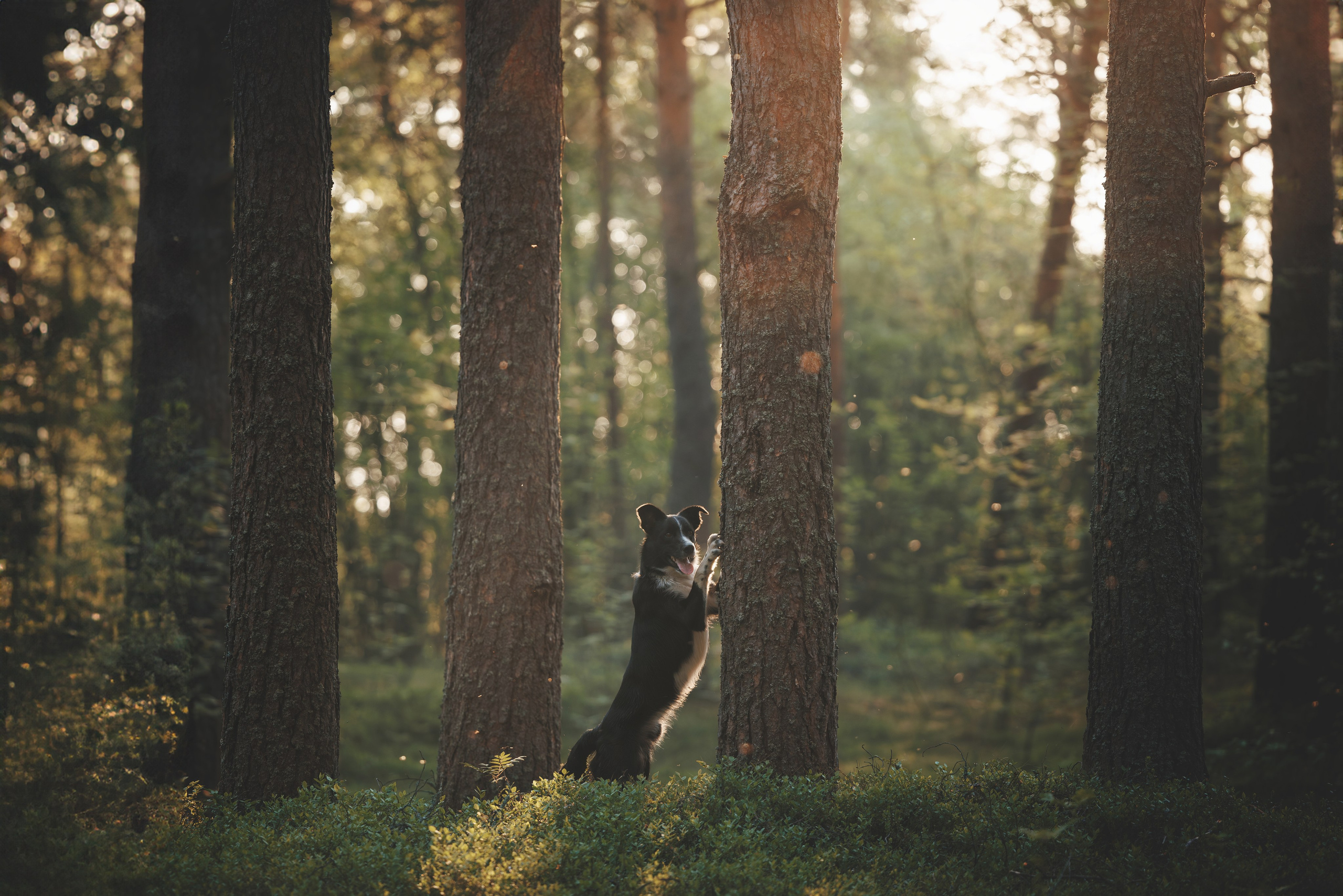 Токи, Янки, Лось, Мако и Рин. Фотограф анималист Осипчикова Мария