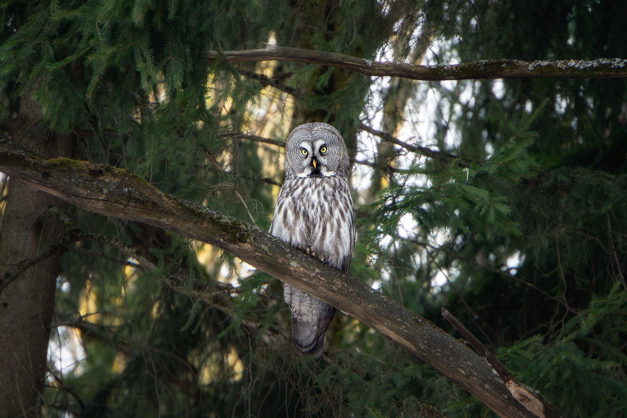 Удивительные мир птиц. Вокруг нас столько прекрасного — присмотритесь!. Ваш личный фотограф Марина Волкова