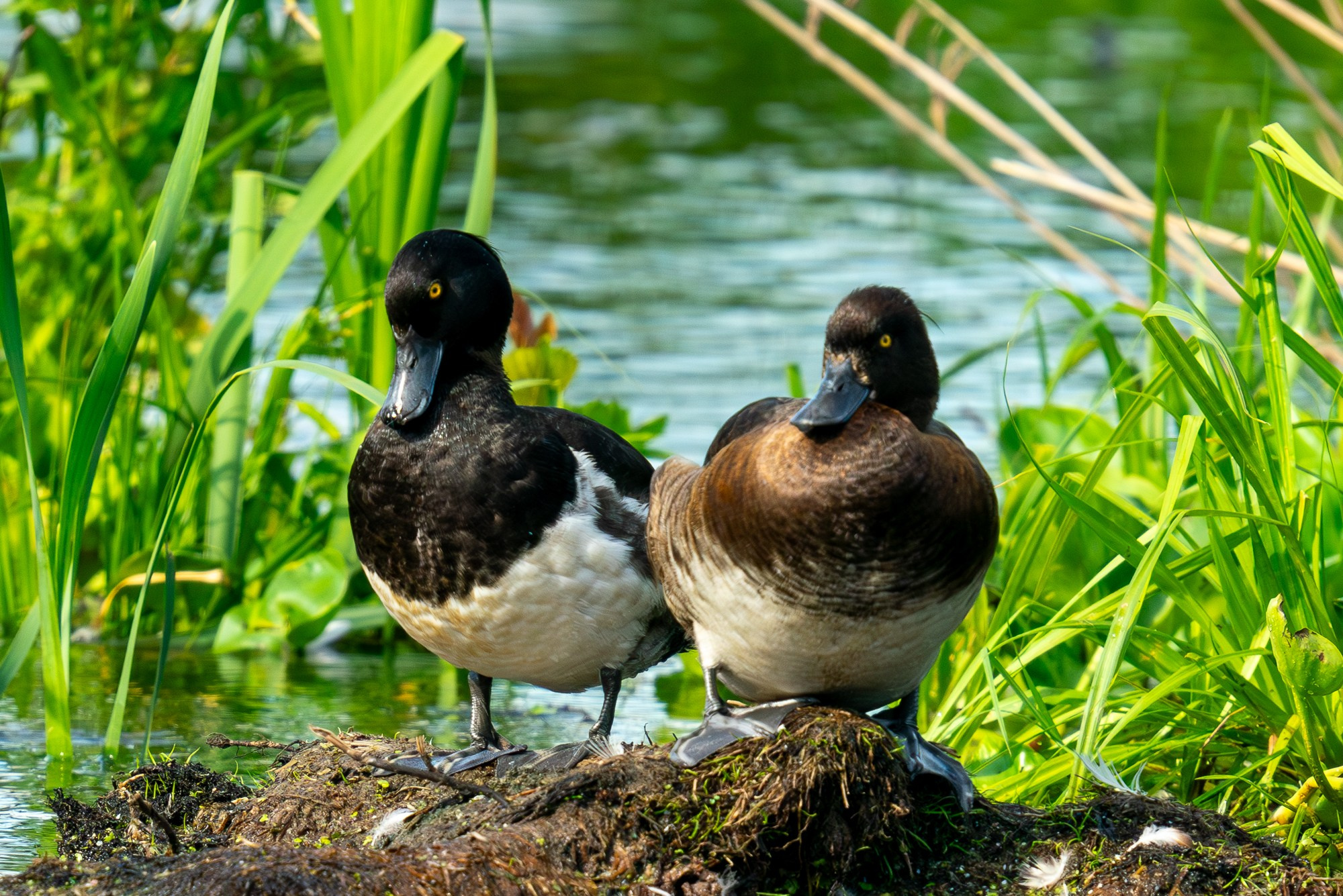Удивительные мир птиц. Вокруг нас столько прекрасного — присмотритесь!. Ваш личный фотограф Марина Волкова