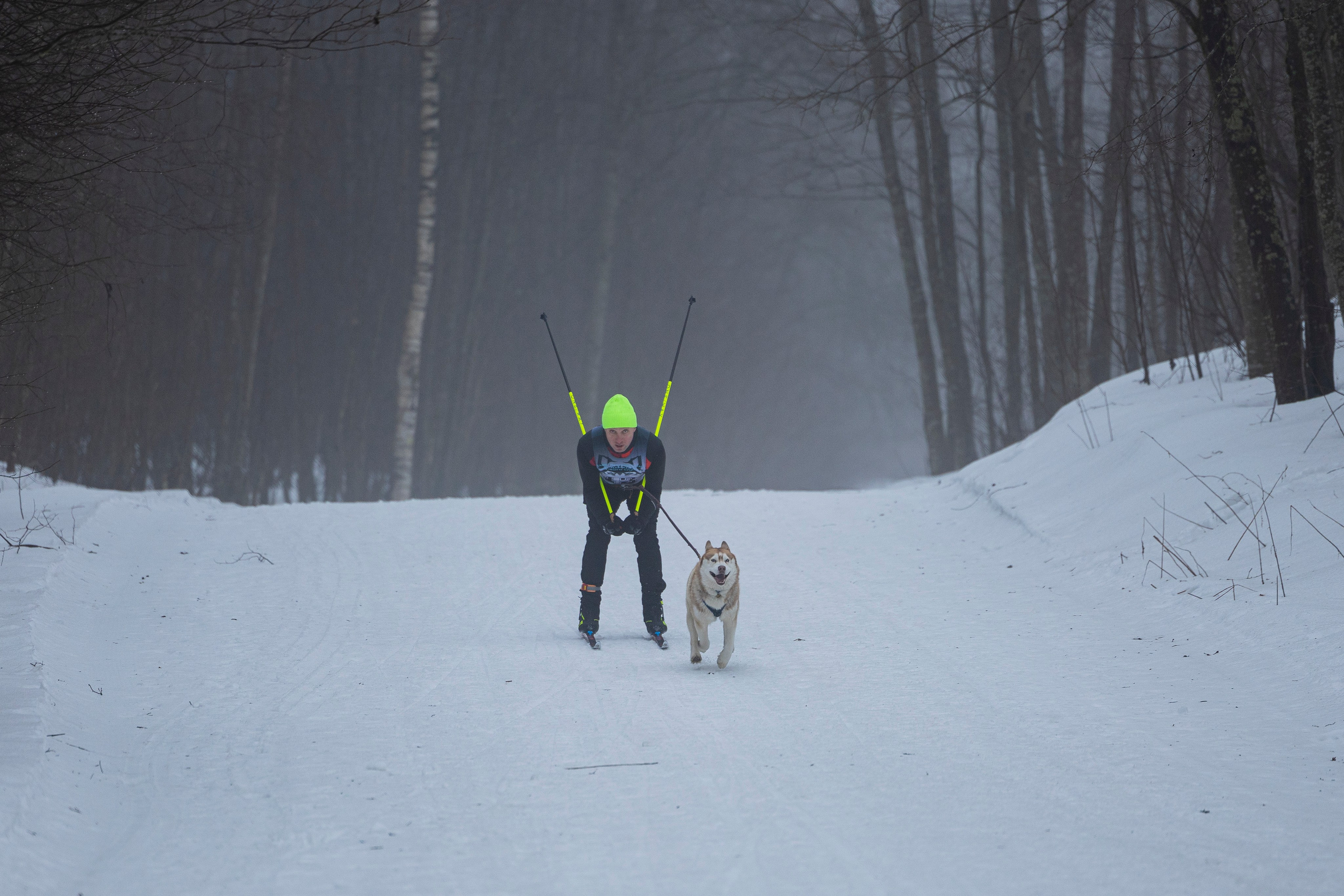 Зимний Чемпионат Санкт-Петербурга по ездовому спорту. Фотограф-анималист Анна Маринич