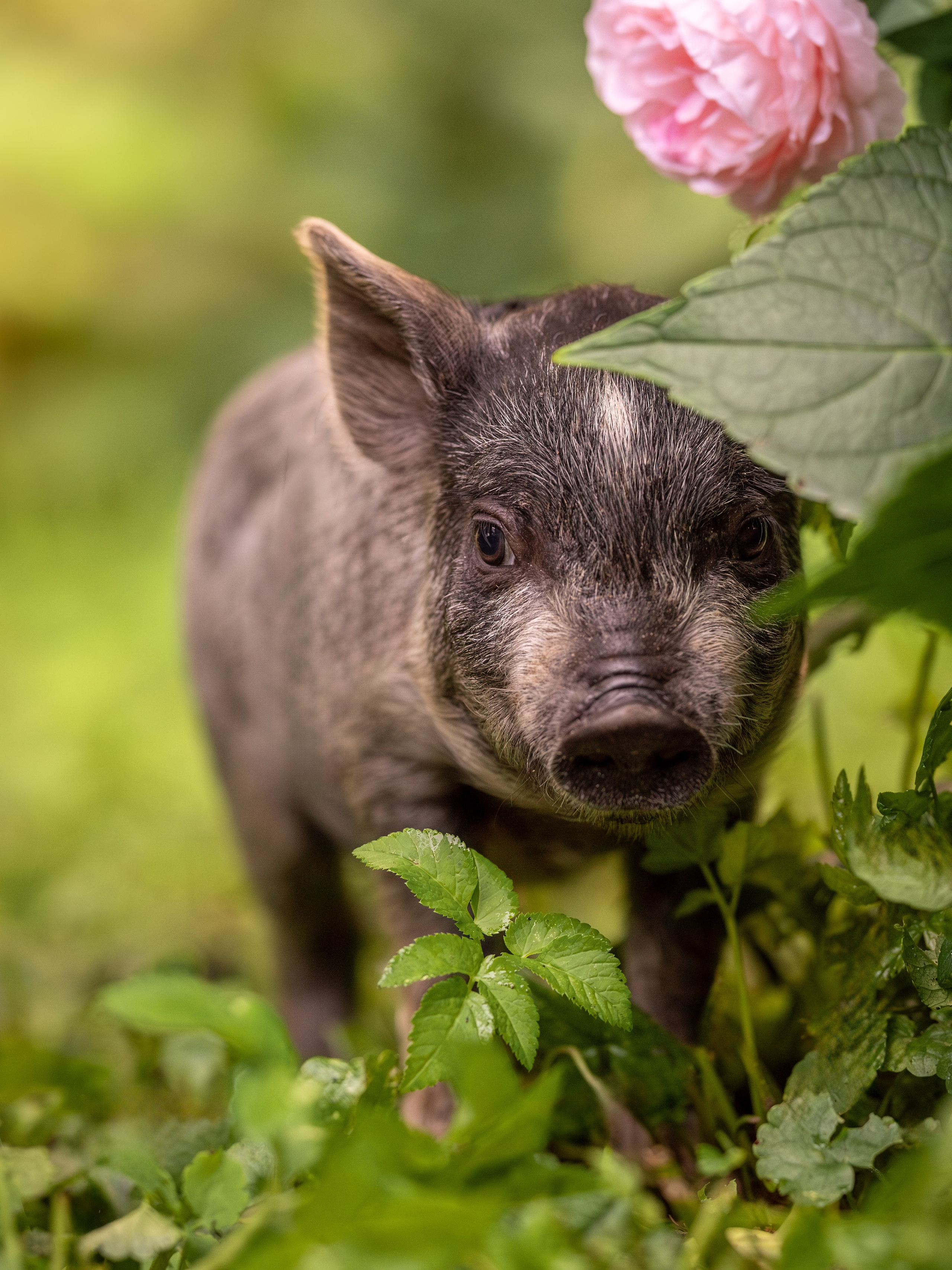 Минипиги для Марины. Зоофотограф, фотограф животных в Москве и области Дина Дамоцева