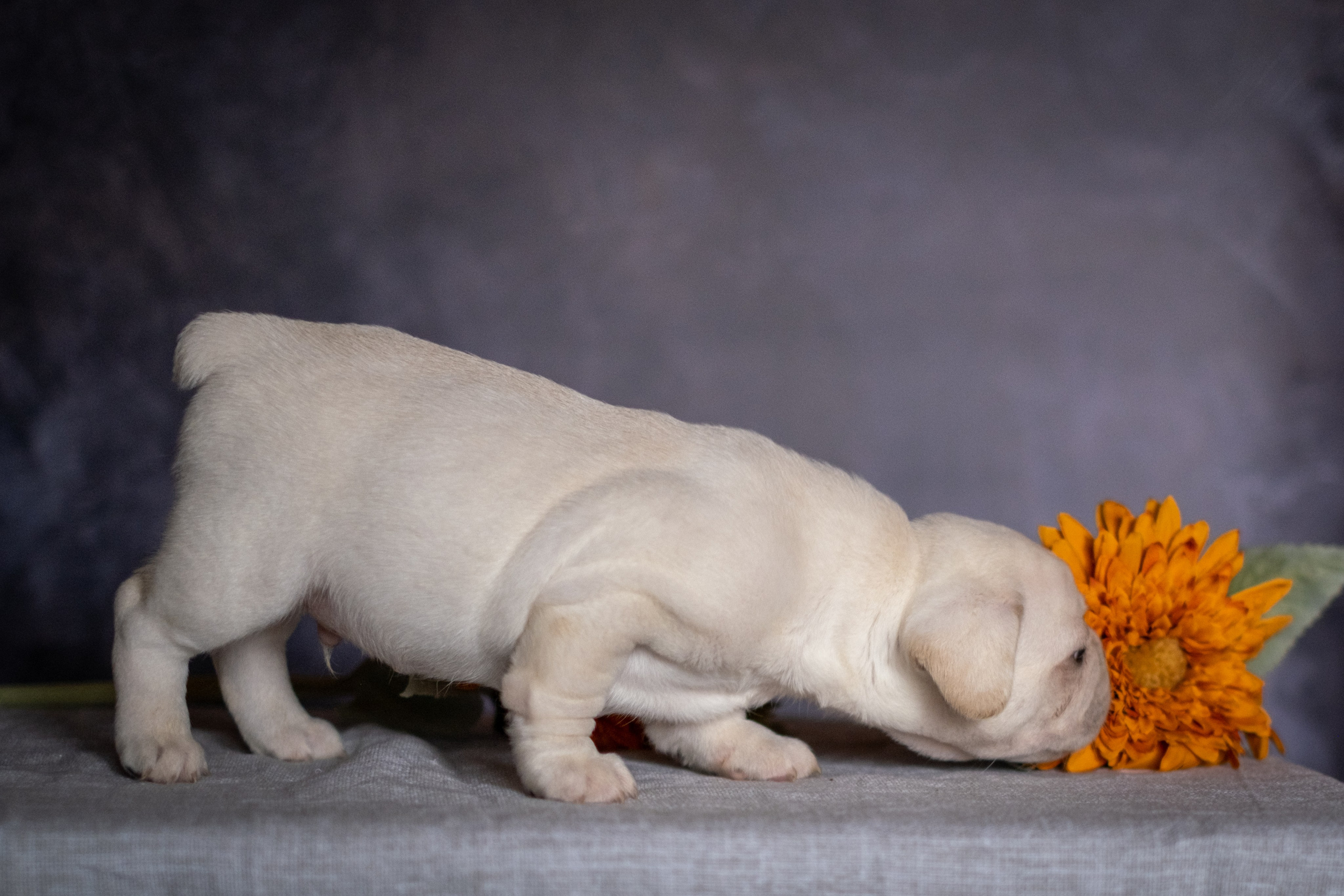 Веселая компания для Аллы) французы флаффи, пудели, ориенталы. Зоофотограф, фотограф животных в Москве и области Дина Дамоцева