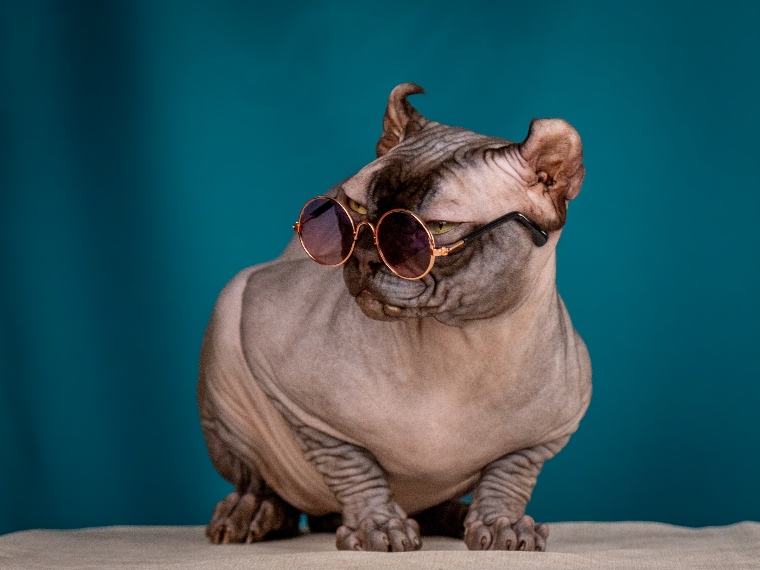 Невероятные сфинксы и эльфы для Ланы!. Зоофотограф, фотограф животных в Москве и области Дина Дамоцева