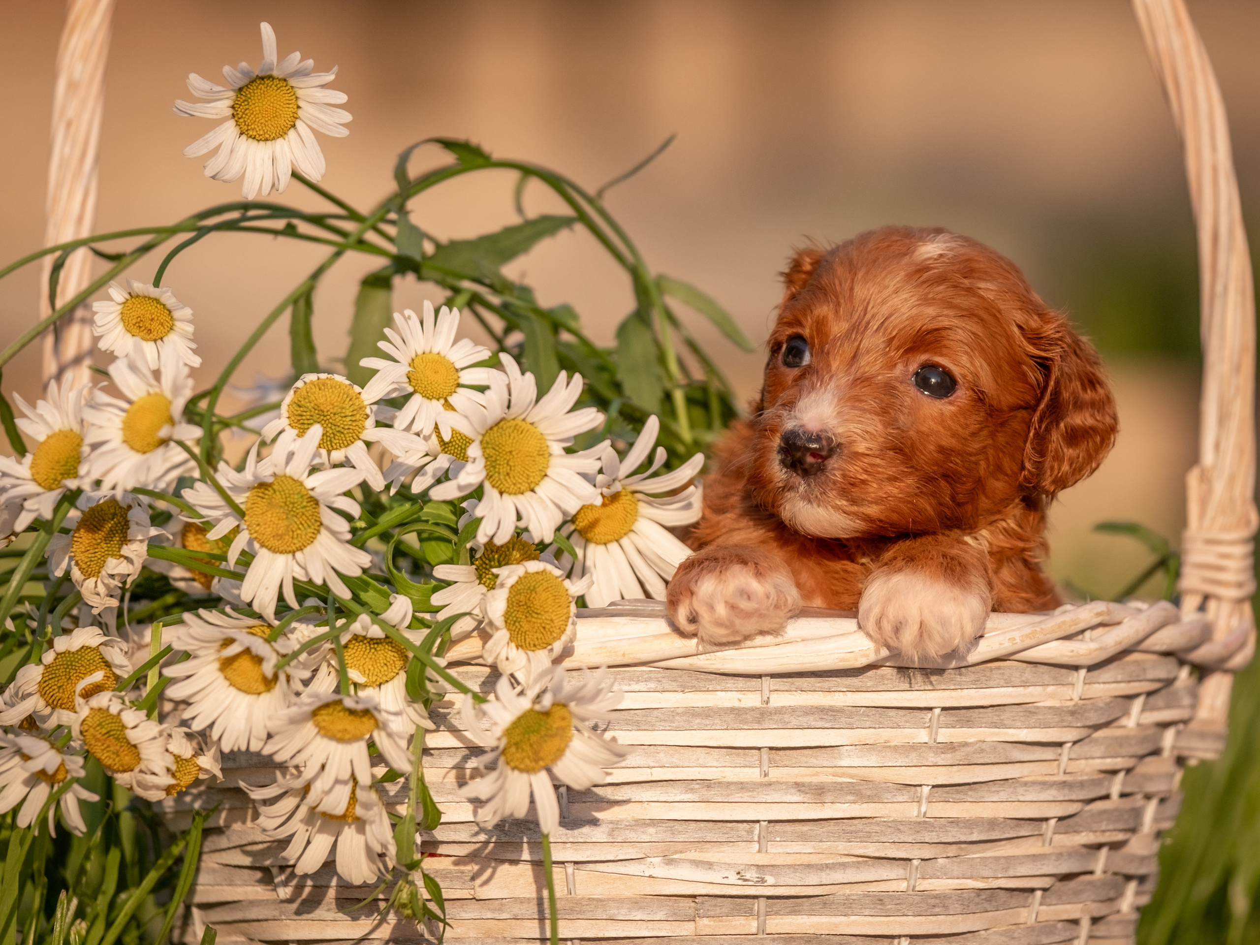 Неповторимые лабрадудли для Елены). Зоофотограф, фотограф животных в Москве и области Дина Дамоцева