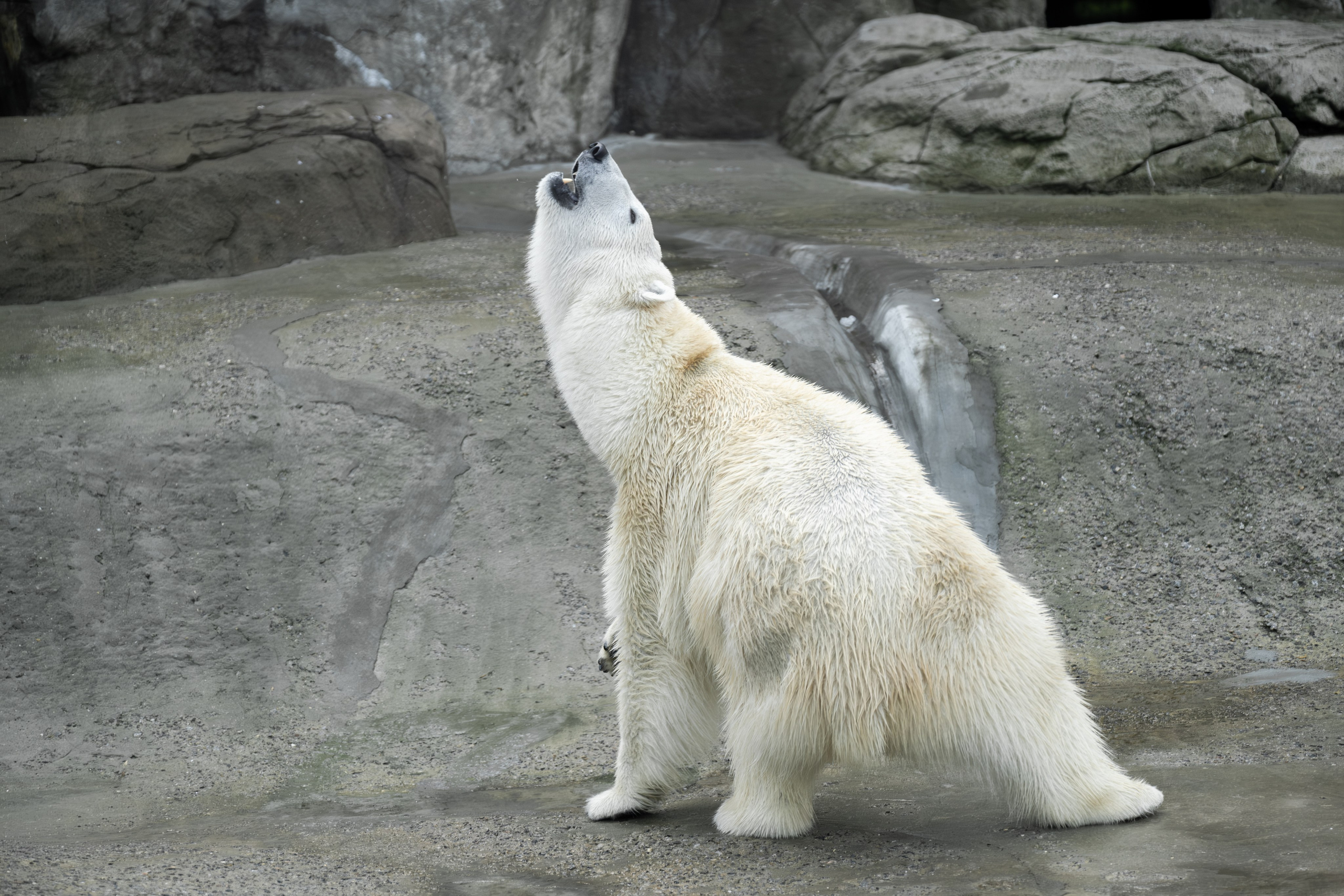 Росомаха Крендель и белый медведь. Зоофотограф, фотограф животных в Москве и области Дина Дамоцева