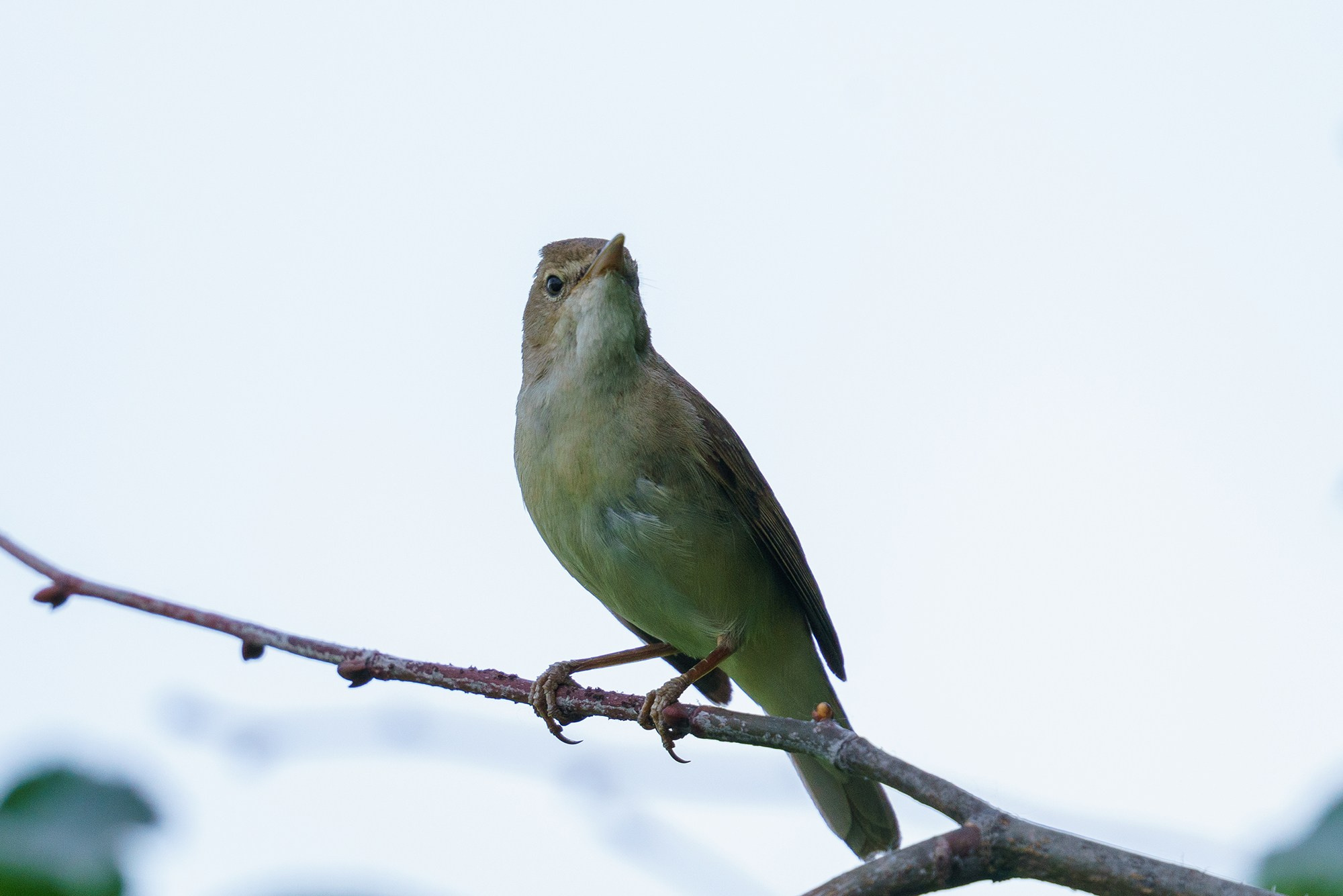 Удивительные мир птиц. Вокруг нас столько прекрасного — присмотритесь!. Ваш личный фотограф Марина Волкова
