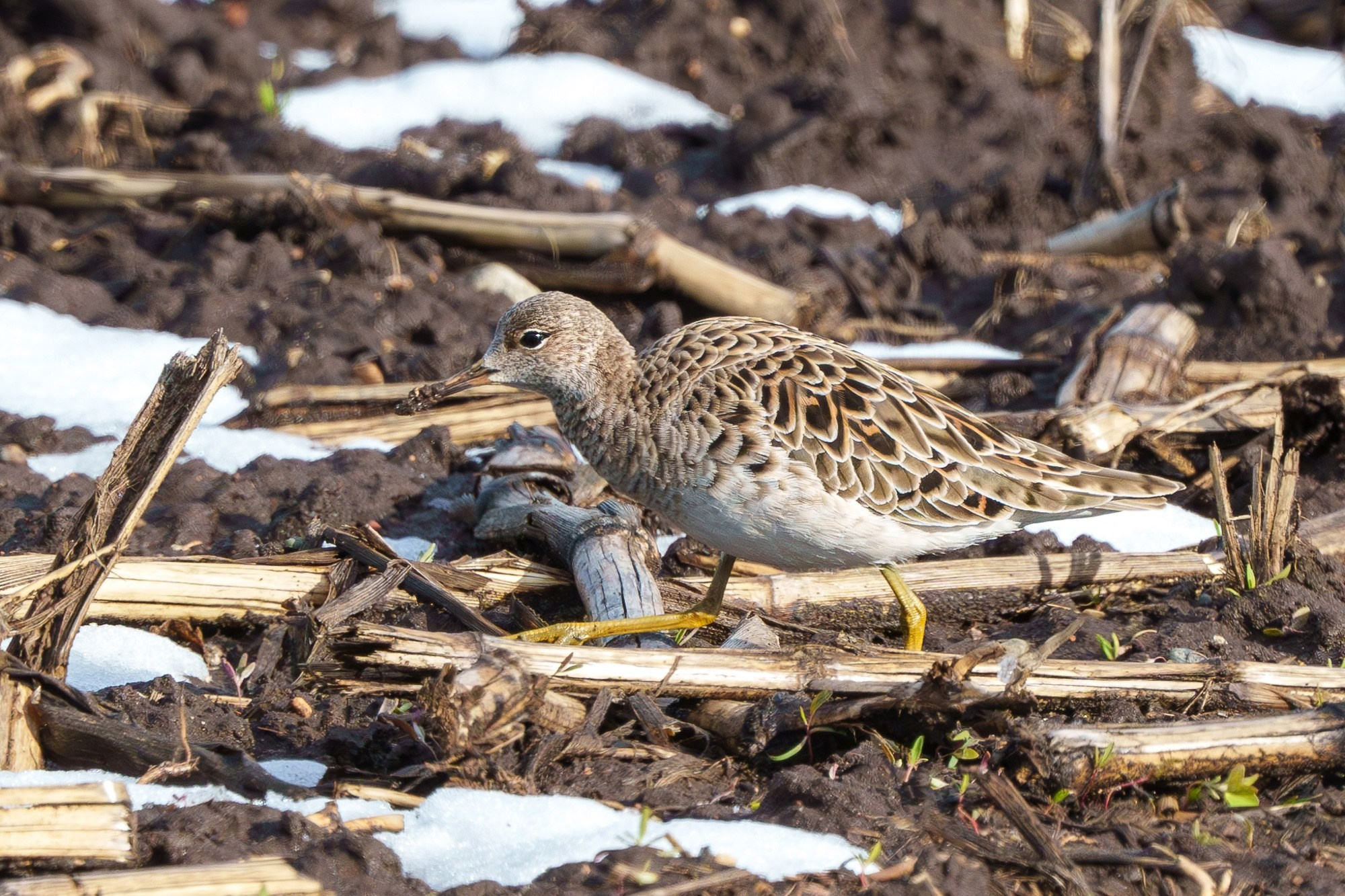 Удивительные мир птиц. Вокруг нас столько прекрасного — присмотритесь!. Ваш личный фотограф Марина Волкова