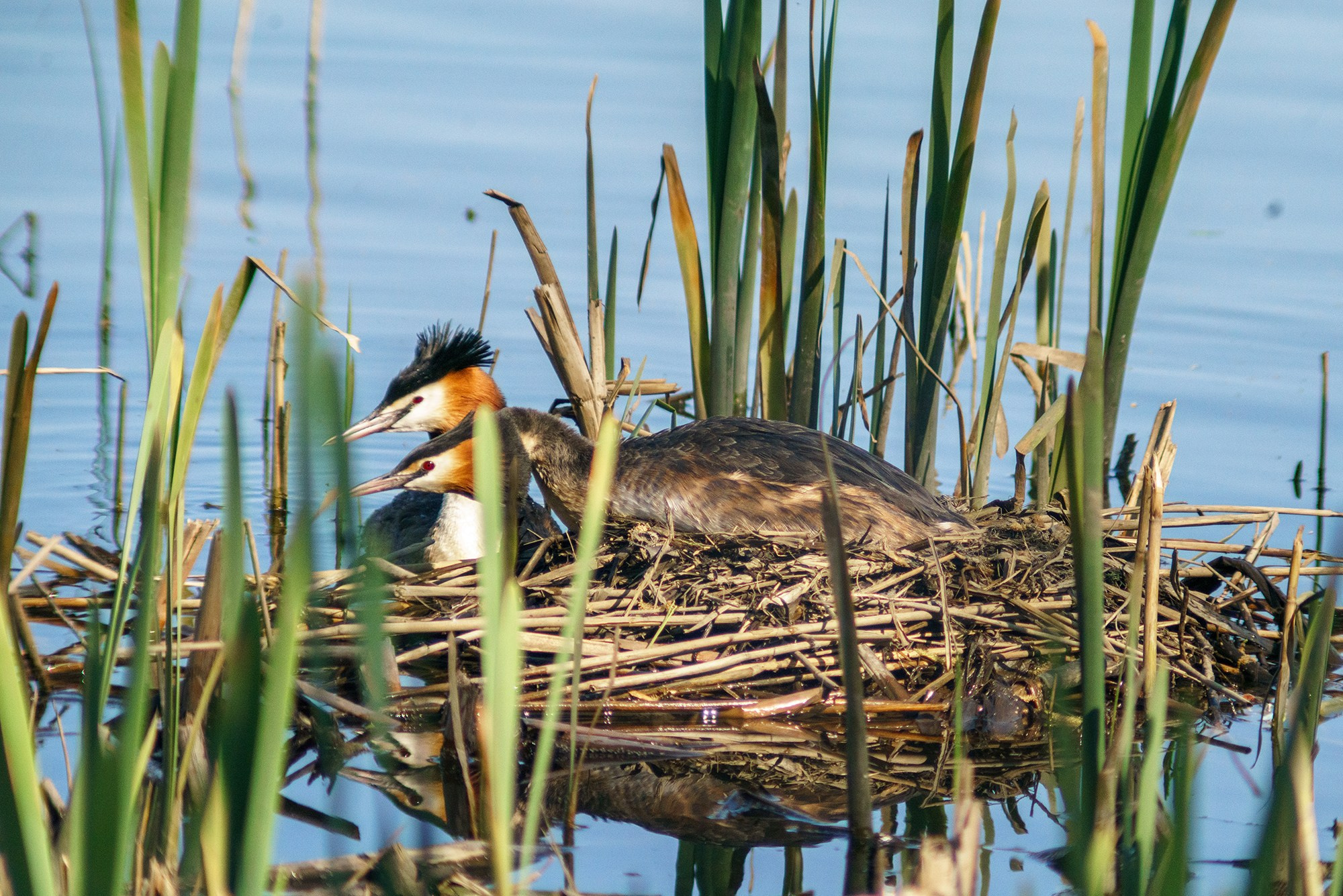 Удивительные мир птиц. Вокруг нас столько прекрасного — присмотритесь!. Ваш личный фотограф Марина Волкова