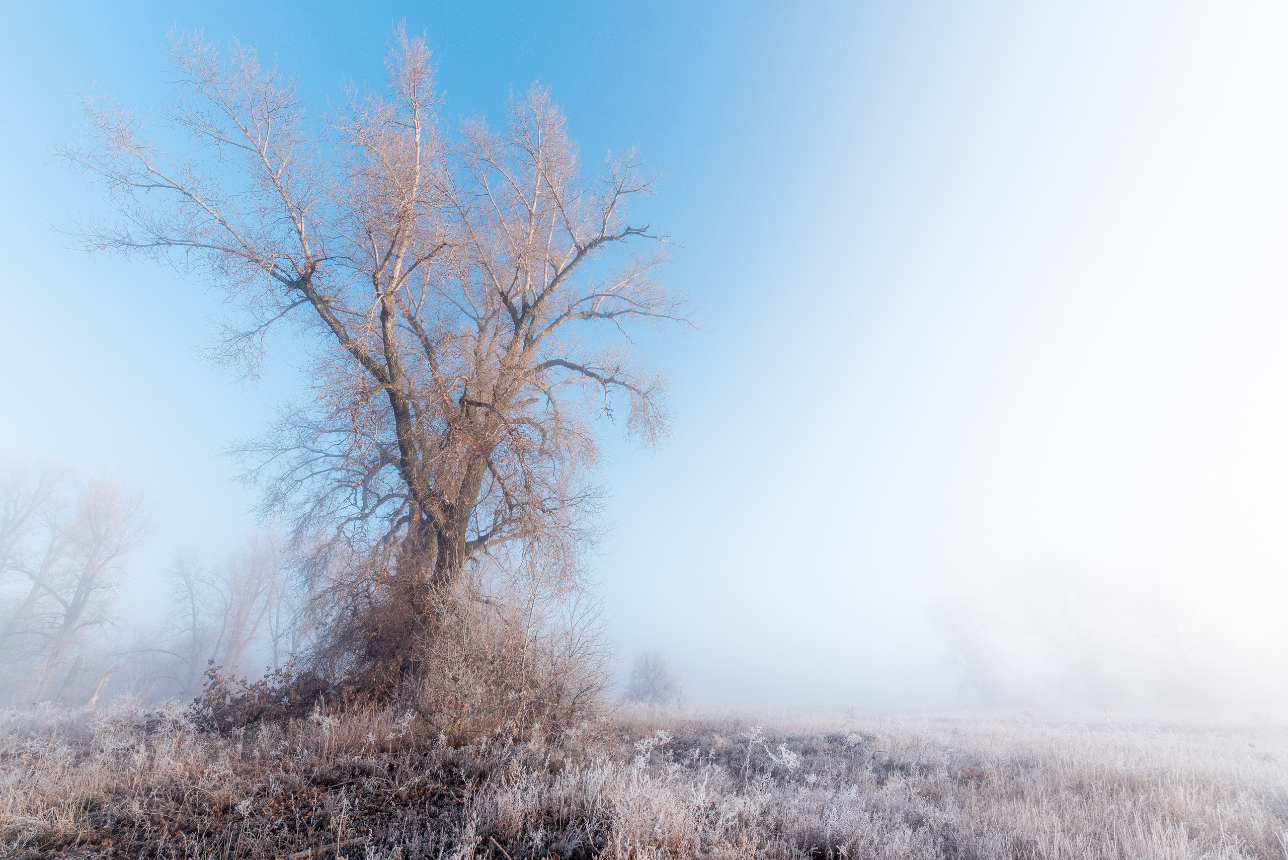 Фотографии утреннего тумана под Волжским. Фотограф в Волгограде и Волжском Александр Горбань