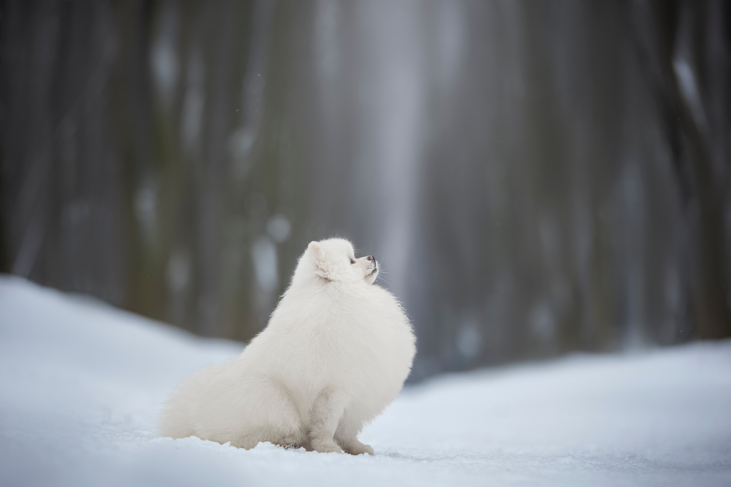 Настя, Игорь, Тесс и Марс. Фотограф анималист в Москве Майорова Евгения