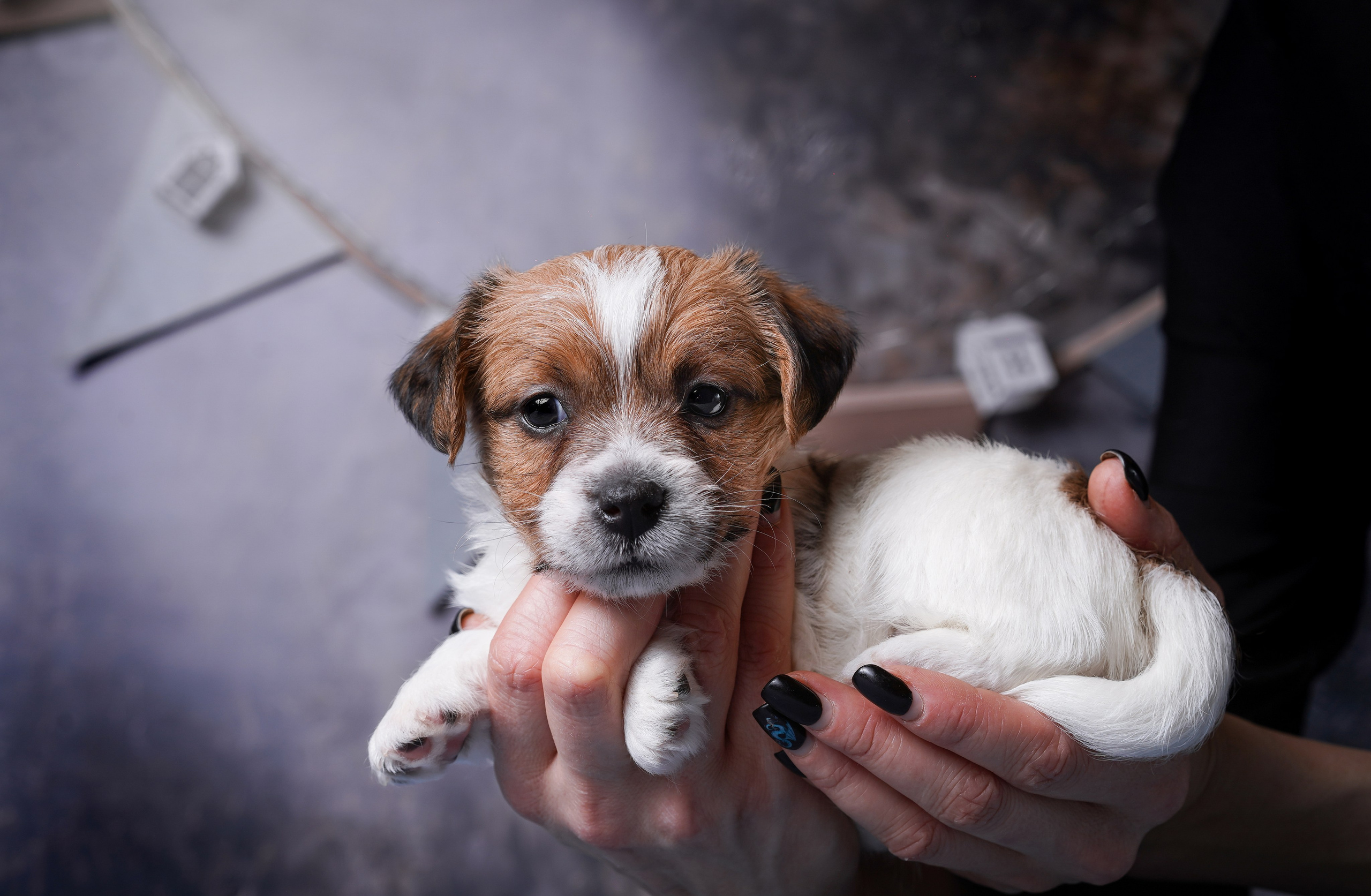 Щенули джек-рассела. Фотограф-анималист в Санкт-Петербурге Яна Мартынова