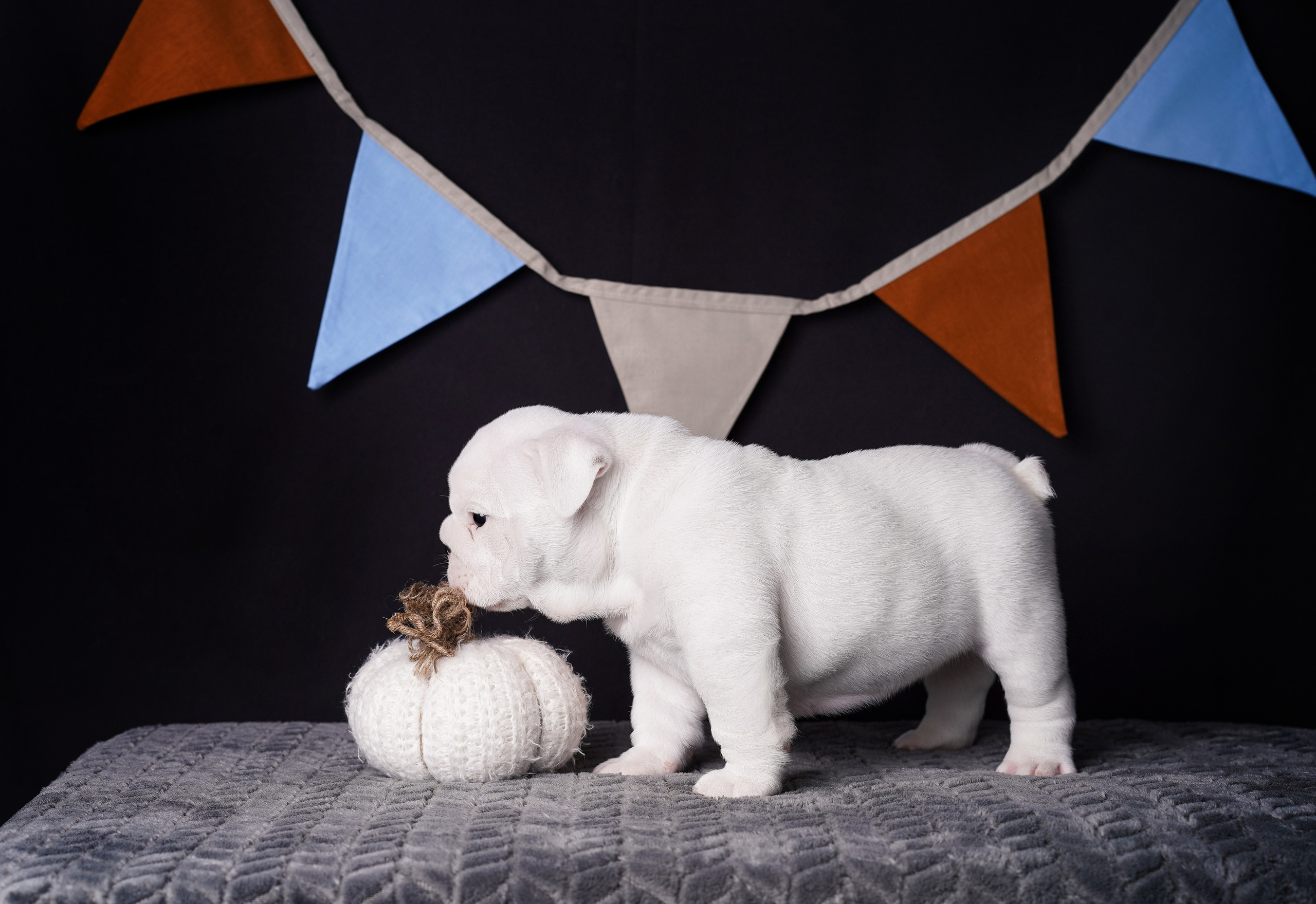 Щенки бульдога. Фотограф-анималист в Санкт-Петербурге Яна Мартынова