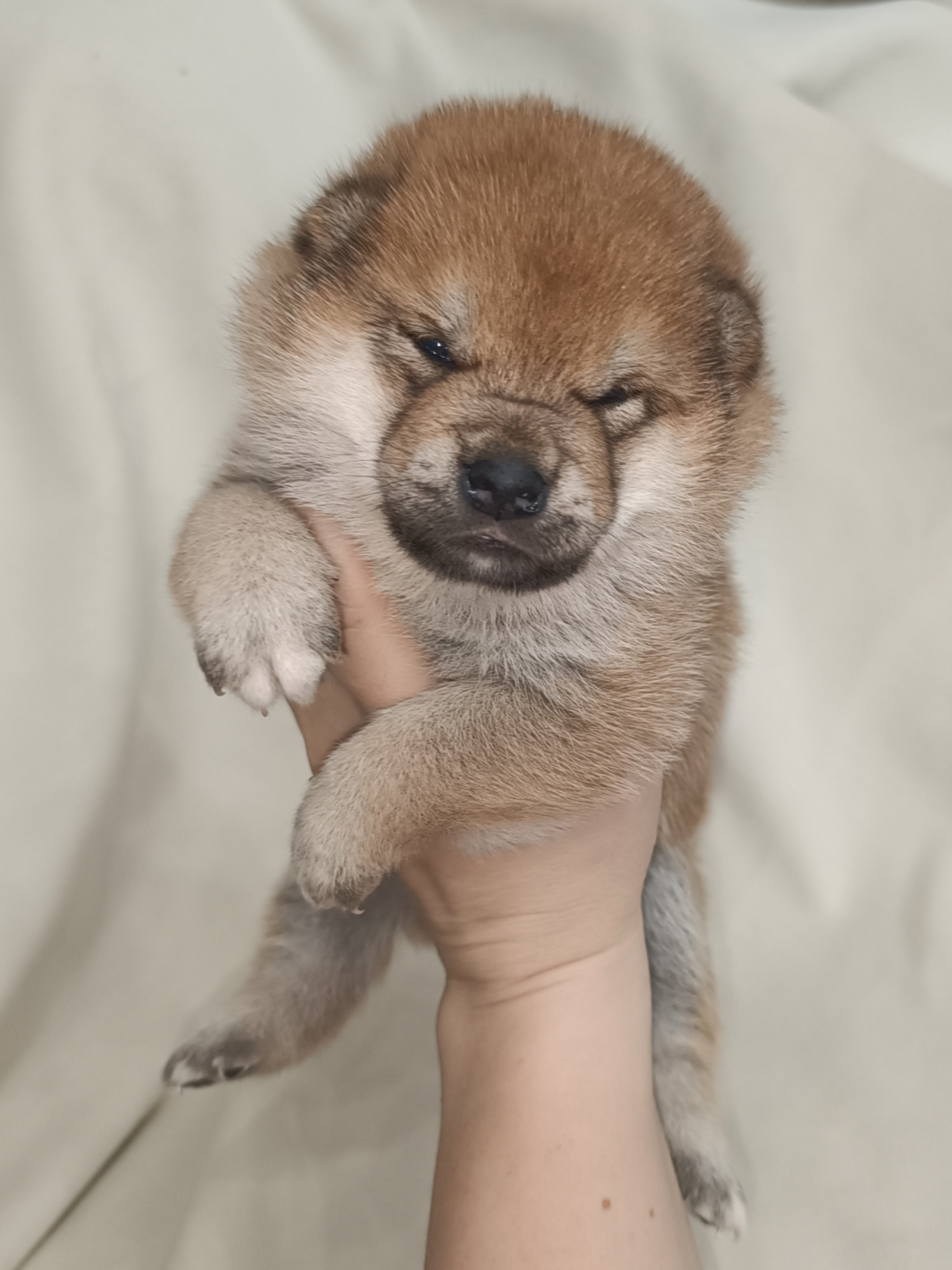 сиба питомник Рубилайт щенки на продажу rubylight  сиба щенки купить СПб Санкт-Петербург 