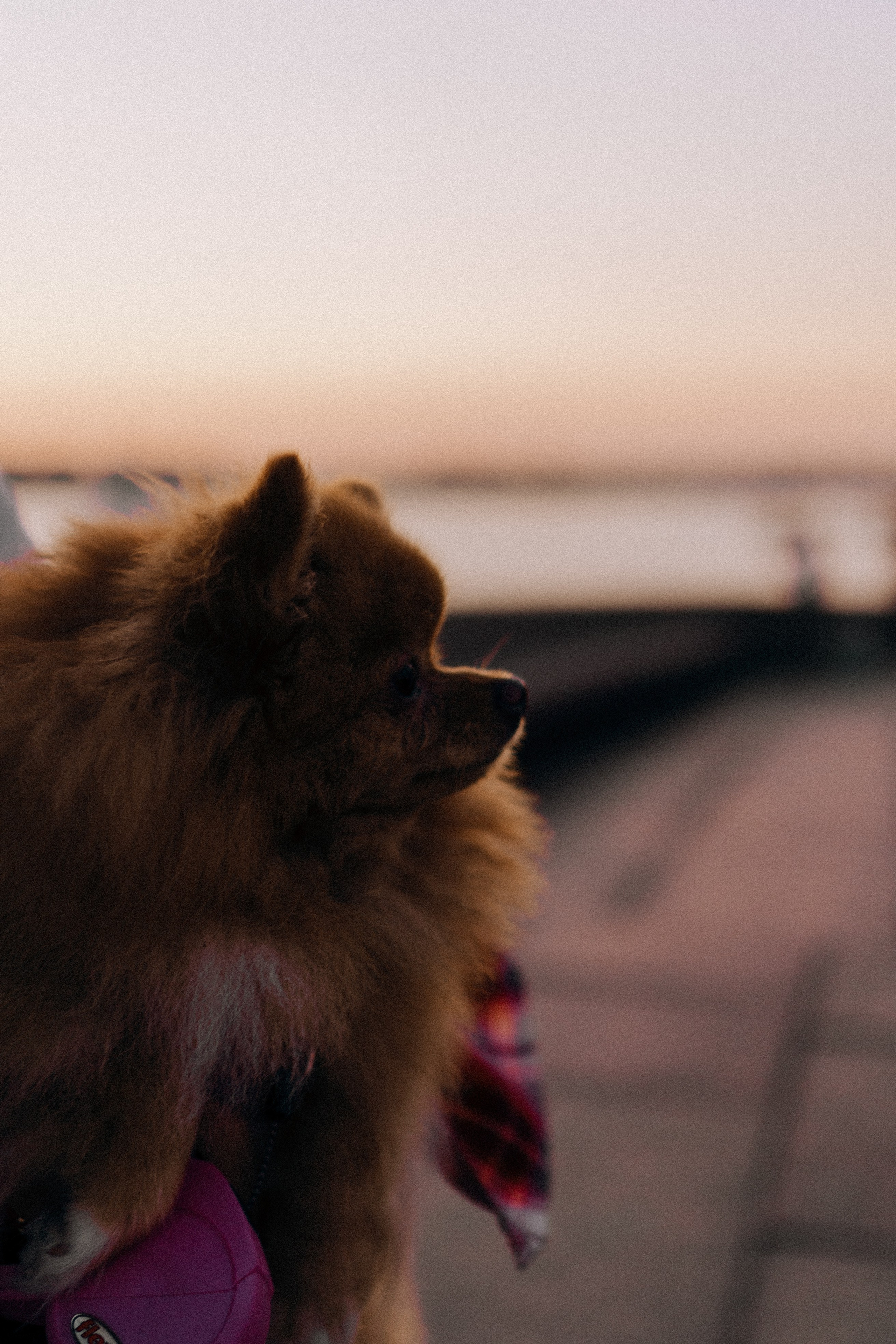 РАССВЕТНАЯ ИСТОРИЯ. Профессиональный фотограф, Санкт-Петербург — Виктория Богомолова