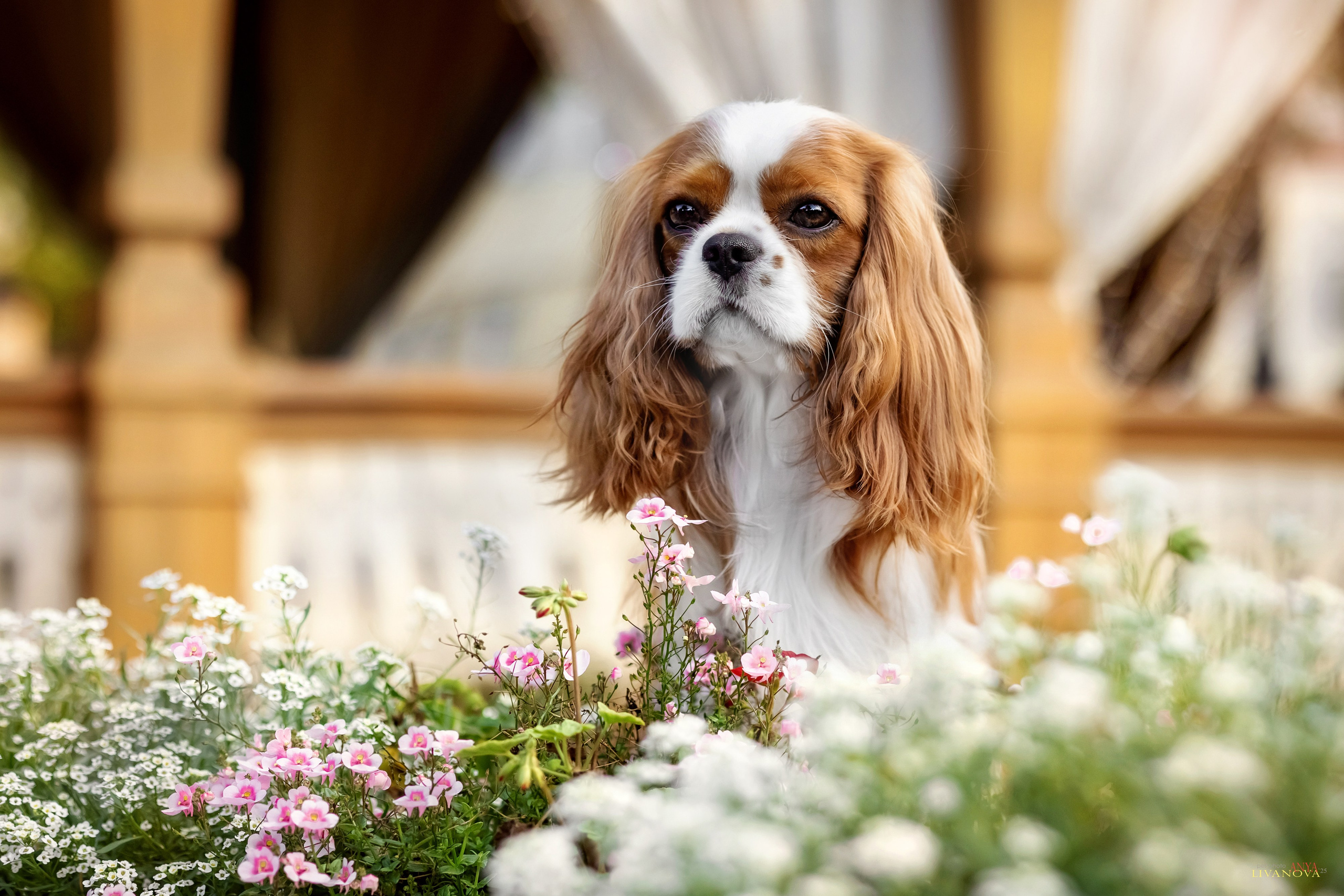 Маруся и Энди. Фотограф анималист Аня Ливанова | Рыбинск