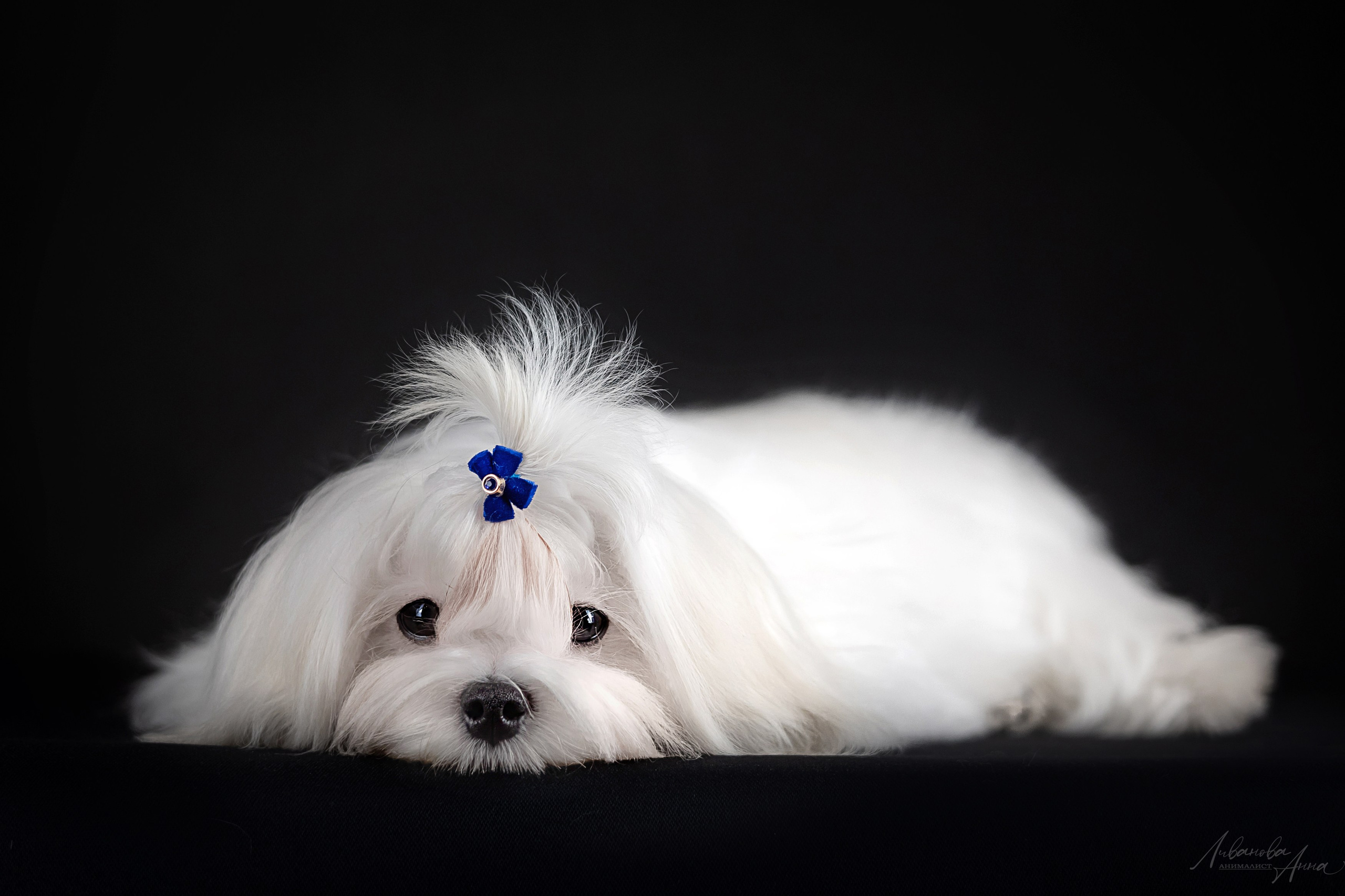 Мальтезе. Фотограф анималист Аня Ливанова | Рыбинск