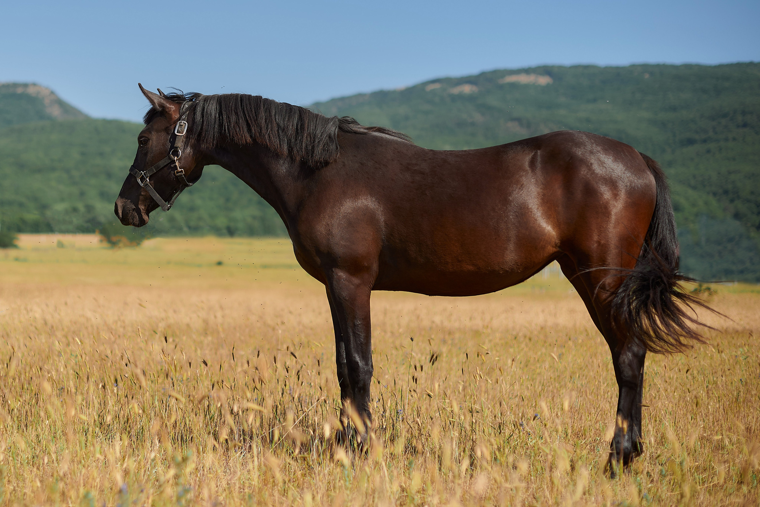 Изя. Фотограф в Севастополе