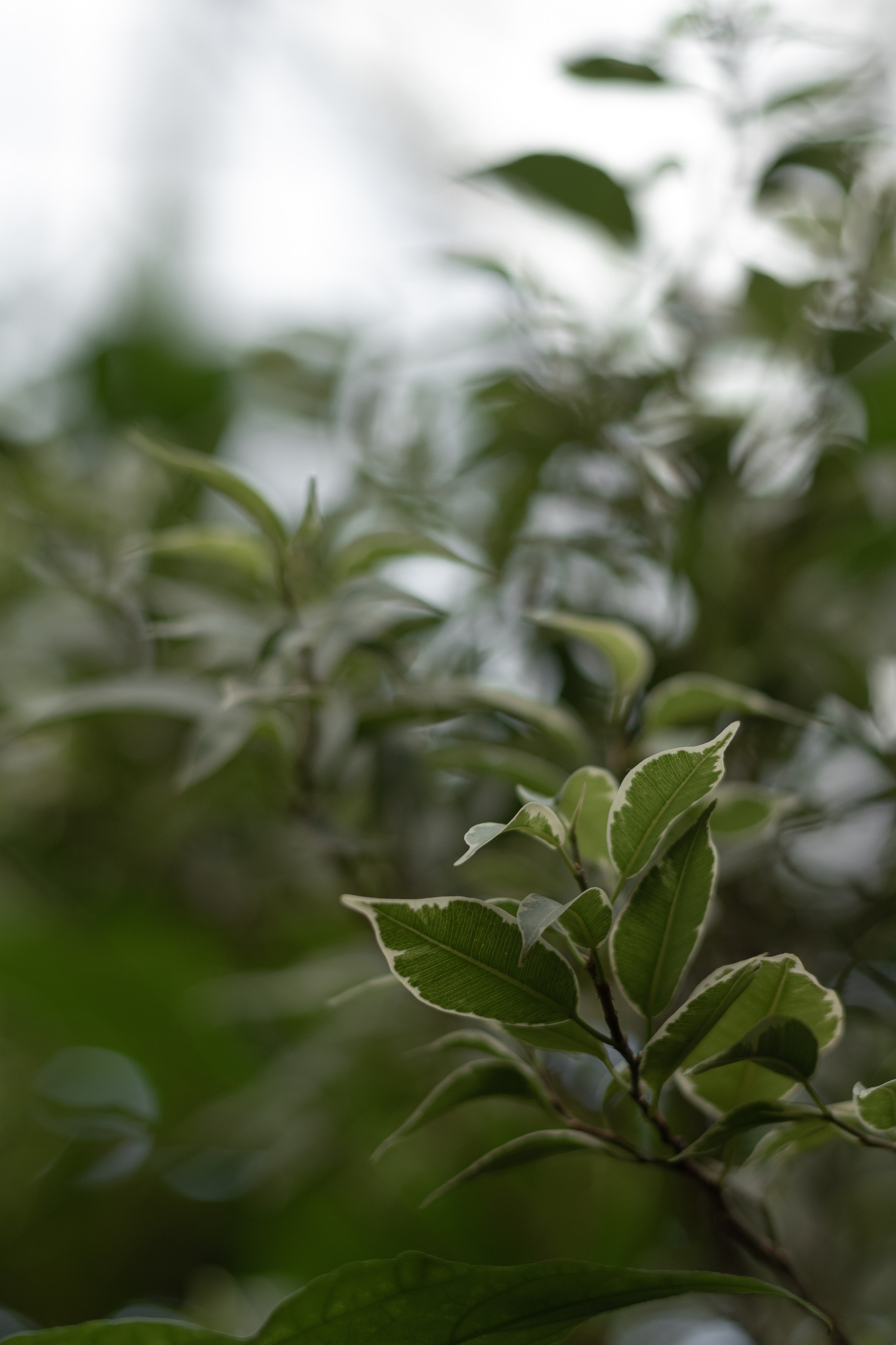 Невеста Ника. Свадебный и женский фотограф в Москве