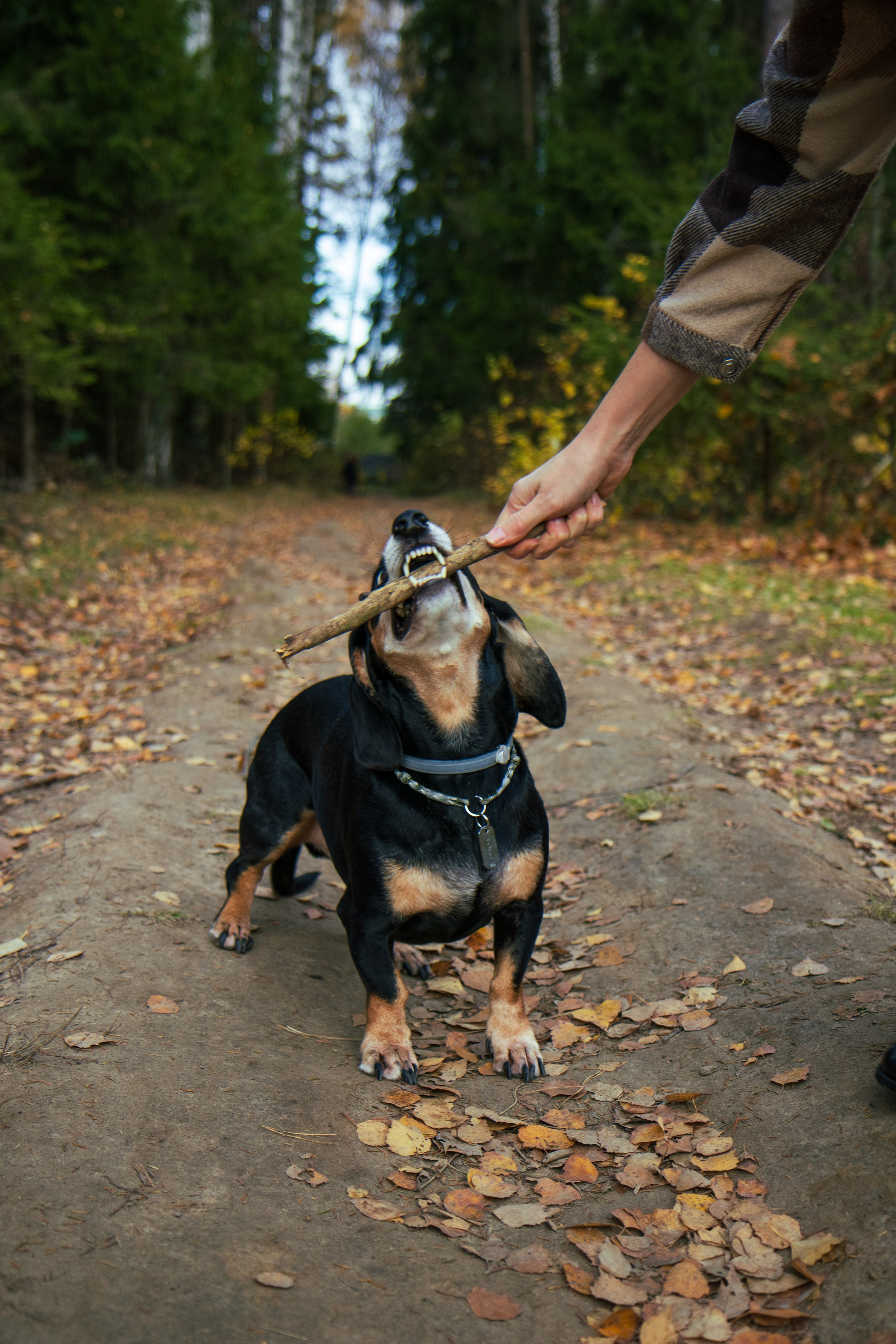 Марина и Тобик. Семейный и детский фотограф в Королёве Шарутина Лидия
