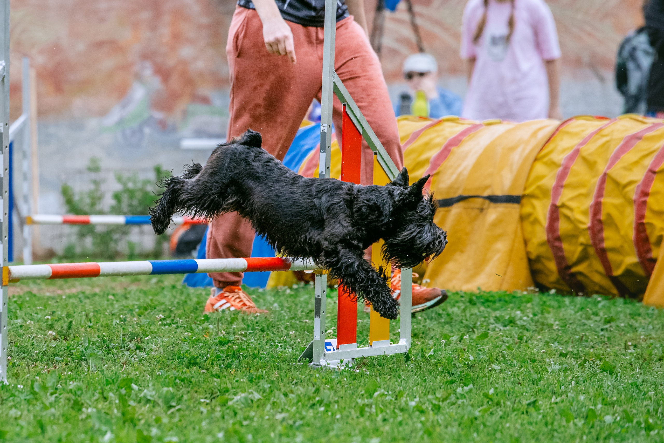 Соревнования по аджилити Долгопрудный 30.06.2025. Фотограф-анималист Татьяна Степанова