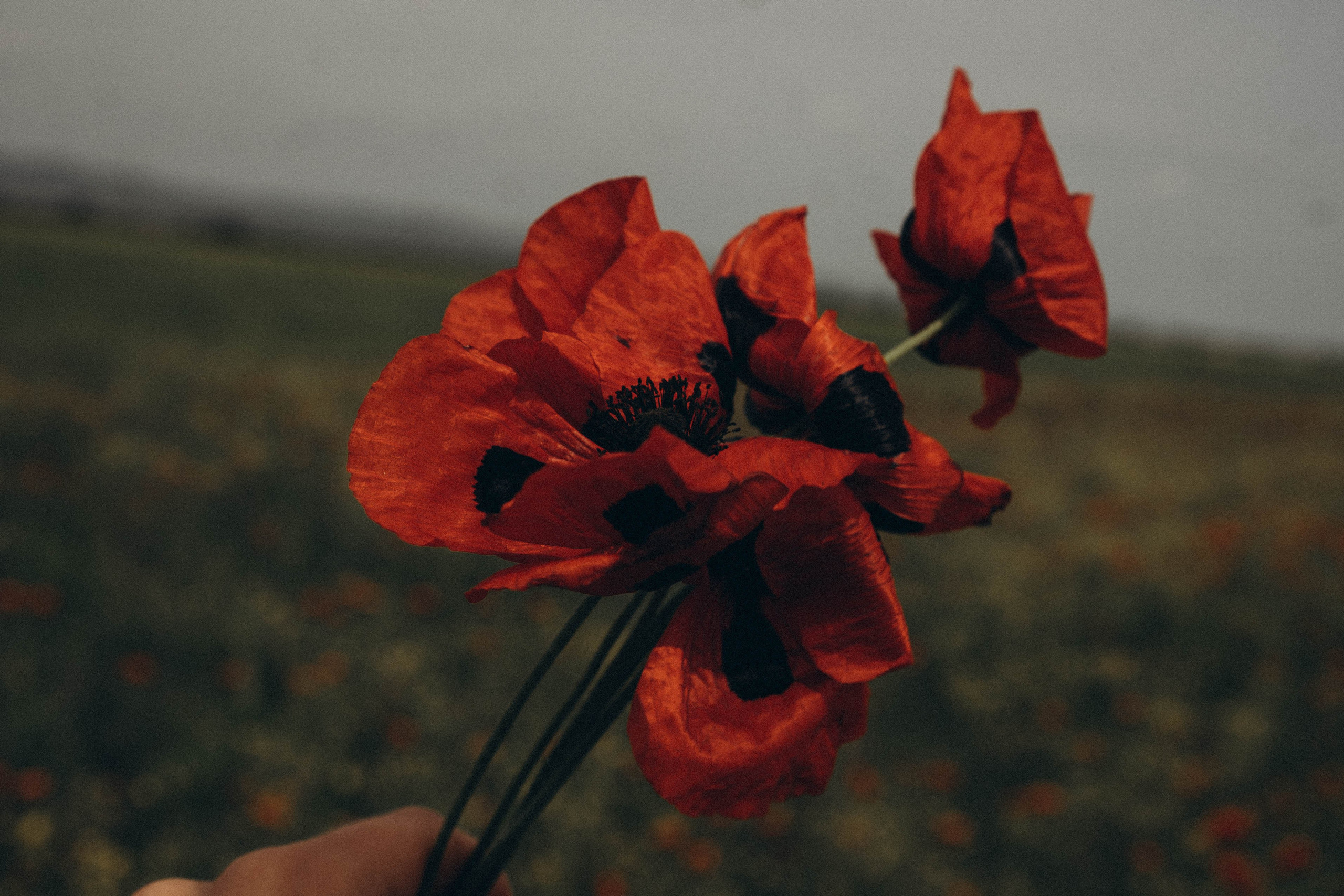Кавказ. Профессиональный фотограф, Санкт-Петербург — Виктория Богомолова