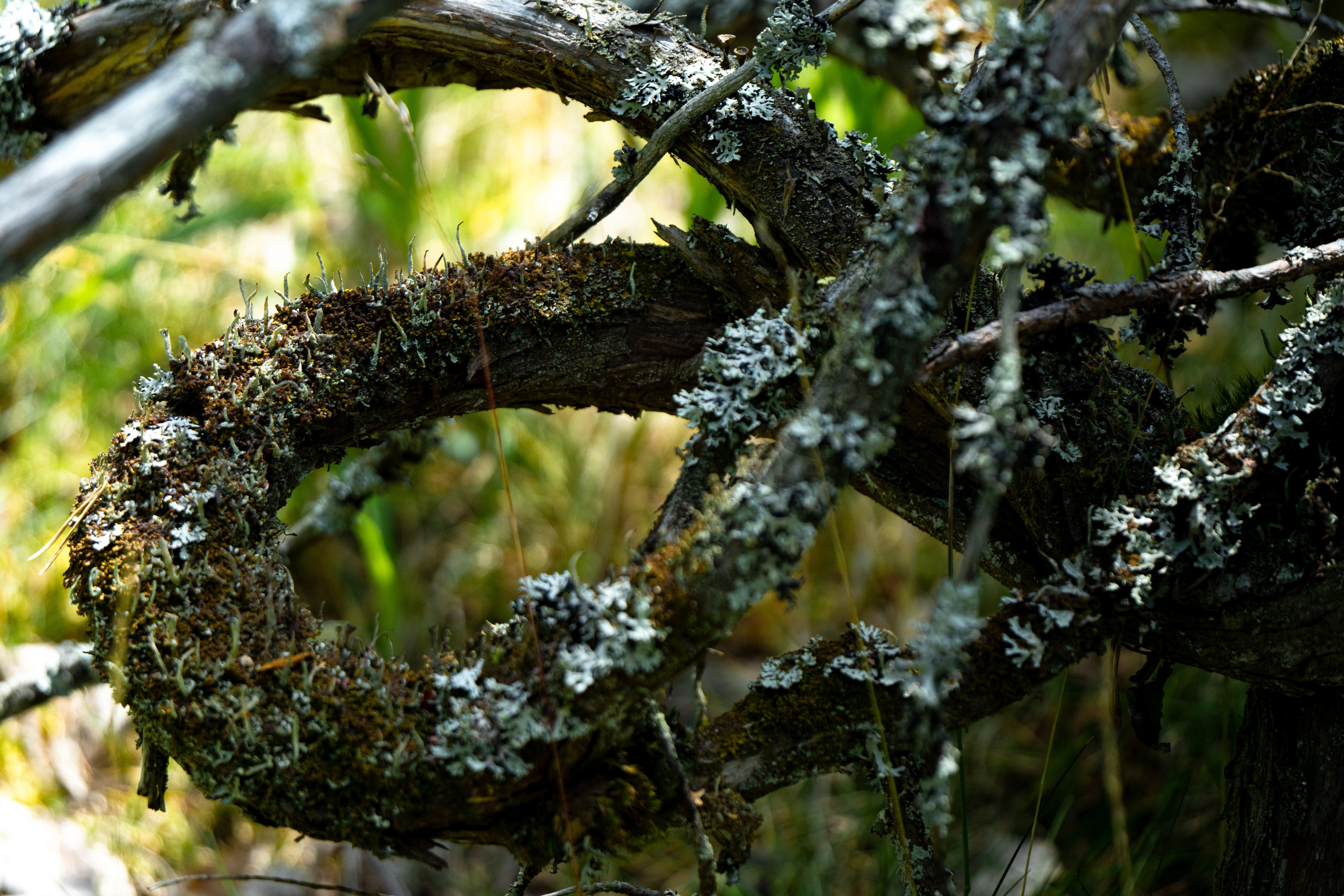 Карелия. ПОБУДЬ ЗДЕСЬ И ЦЕЛЕЕ БУДЕТ ЭТОТ МИР