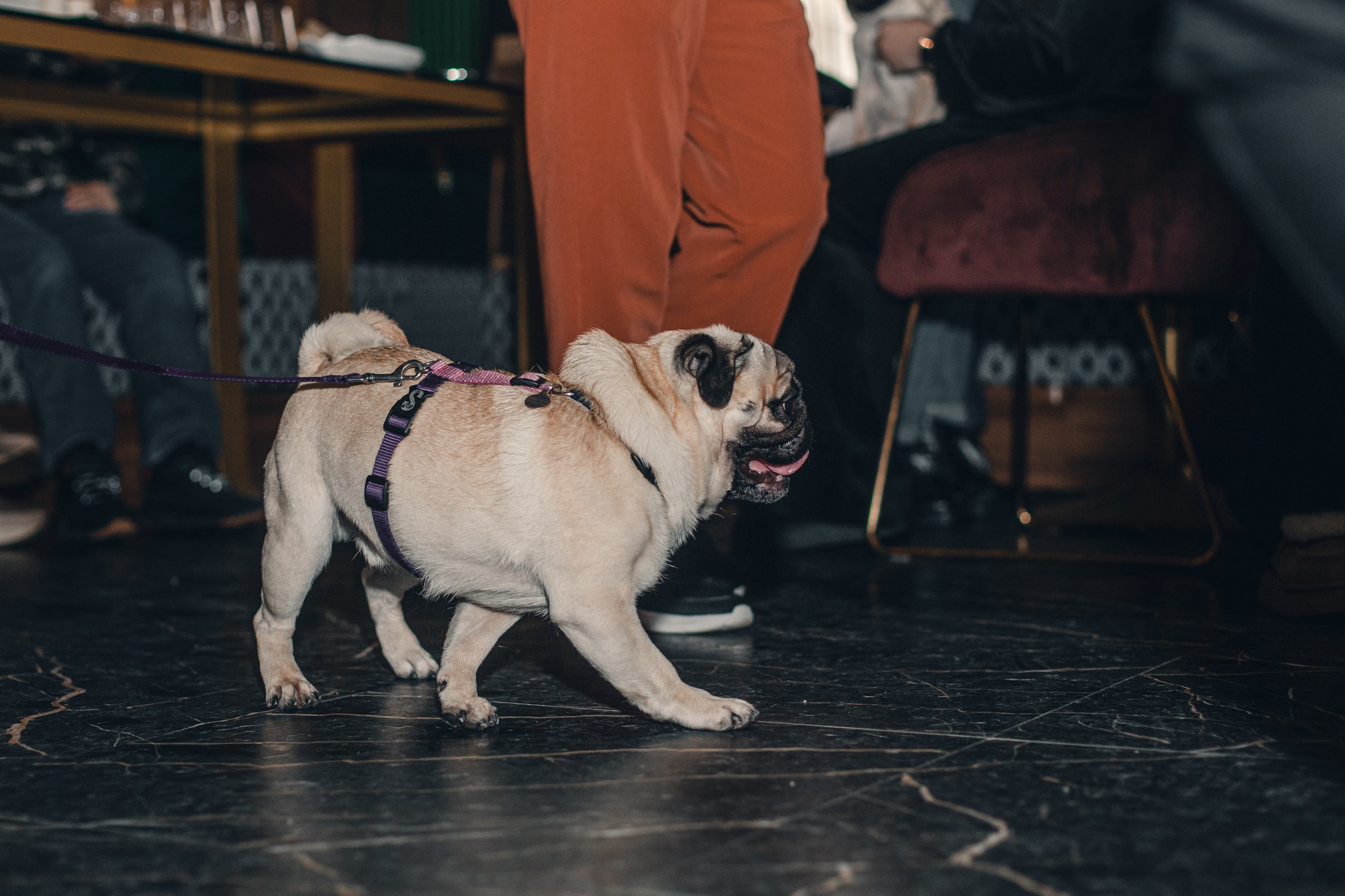 Мопсовстреча 02.12.2023. Фотограф-анималист Татьяна Степанова