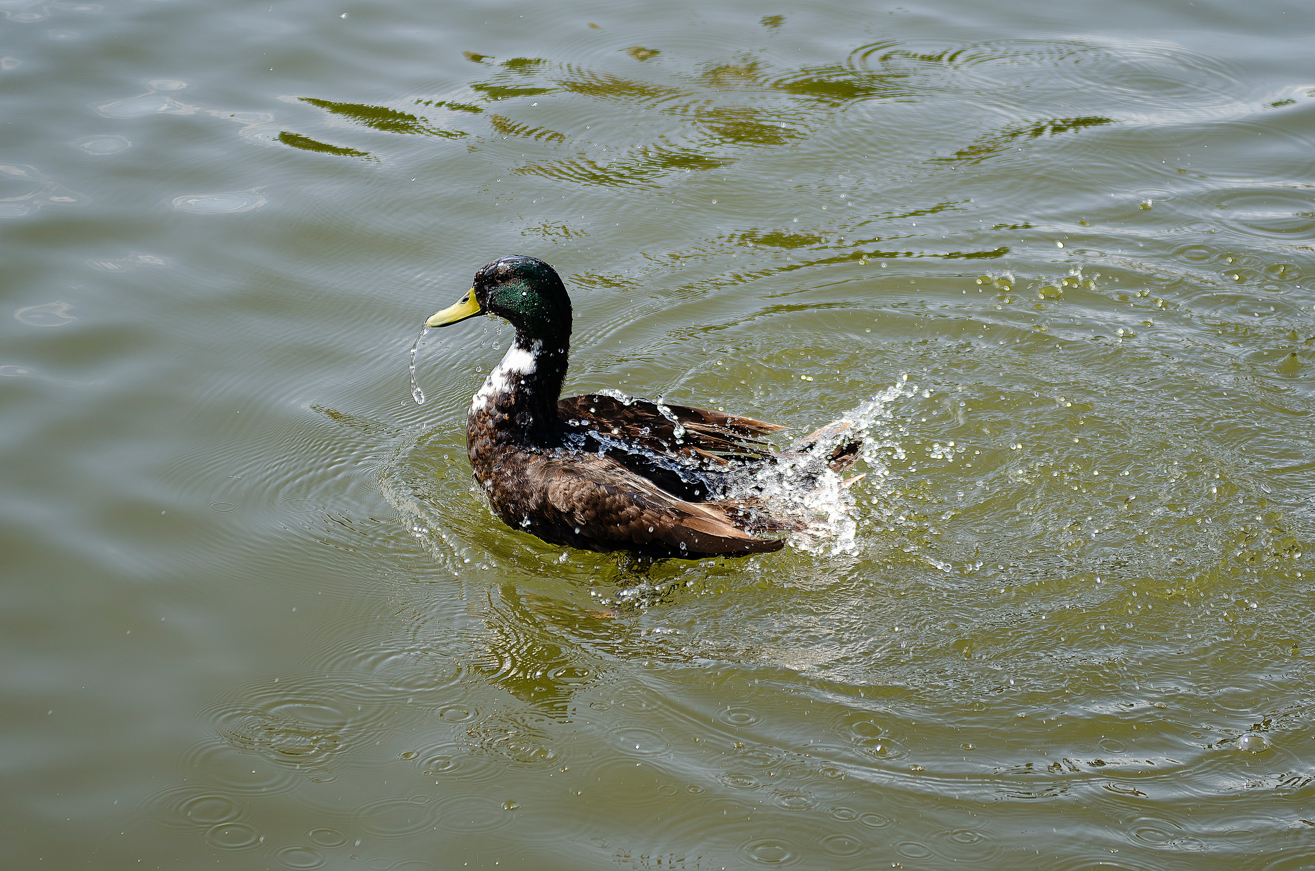 Птицы.Животные. Sreda fotoArt