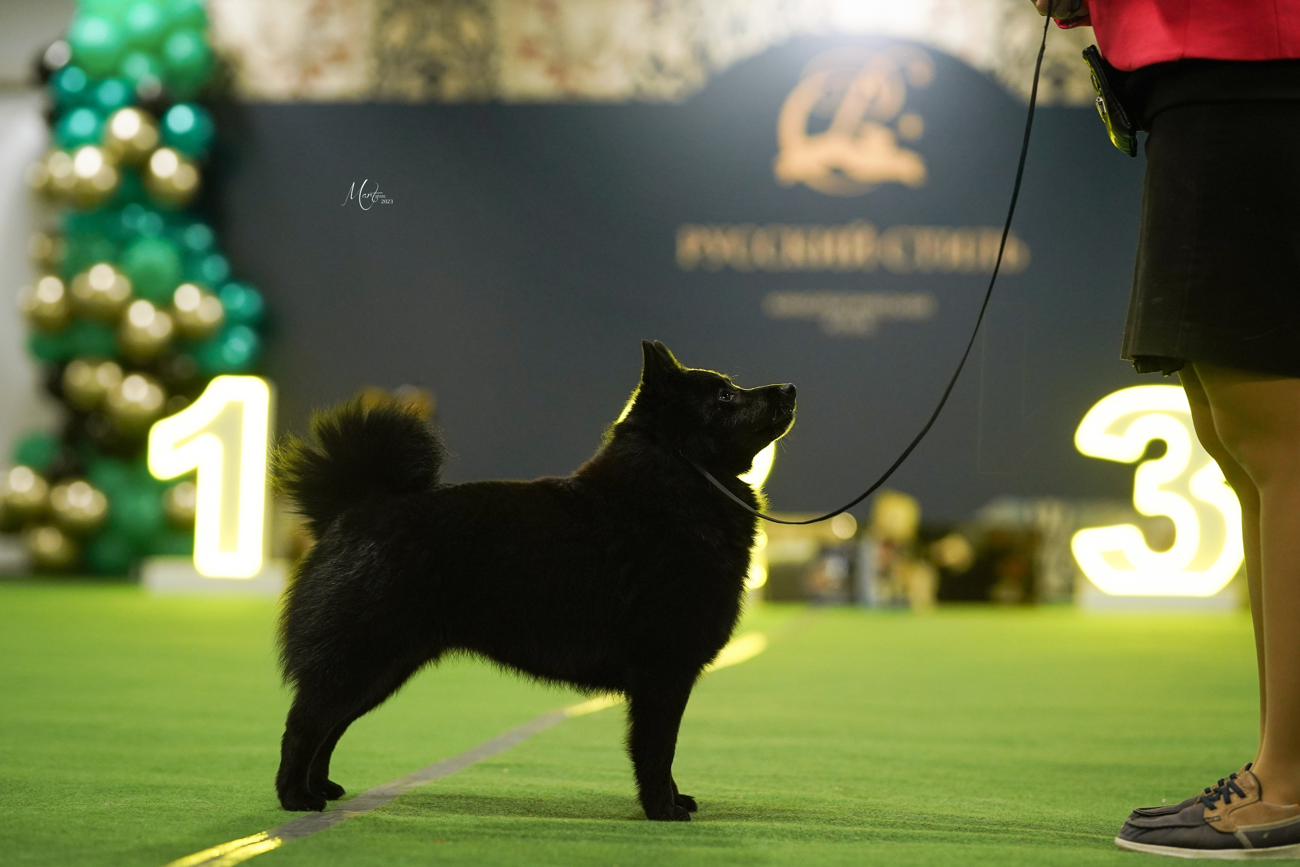 Выставки 2023. Фотограф-анималист в Санкт-Петербурге Яна Мартынова