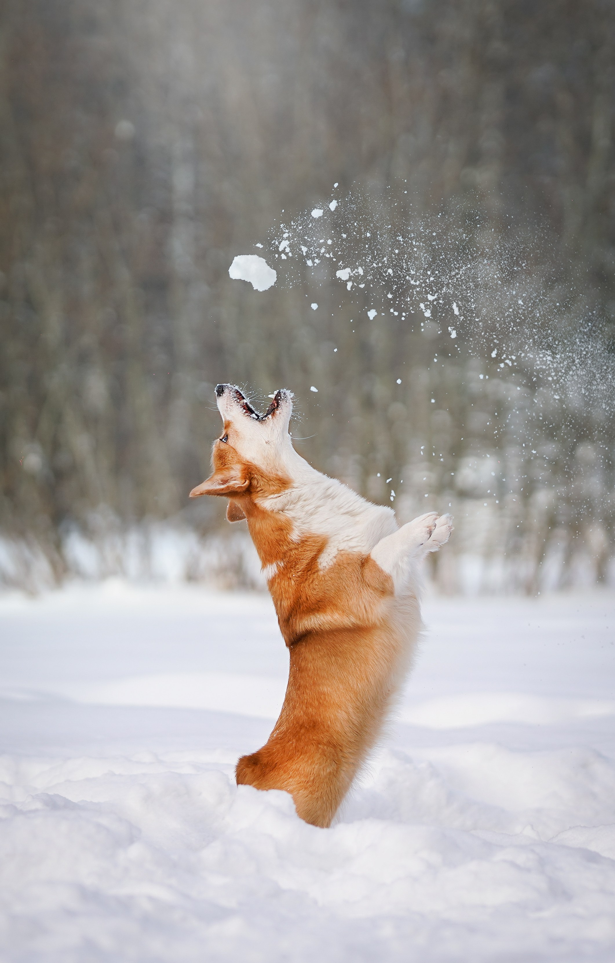 Кристина и Лаки. Фотограф-анималист в Санкт-Петербурге Яна Мартынова