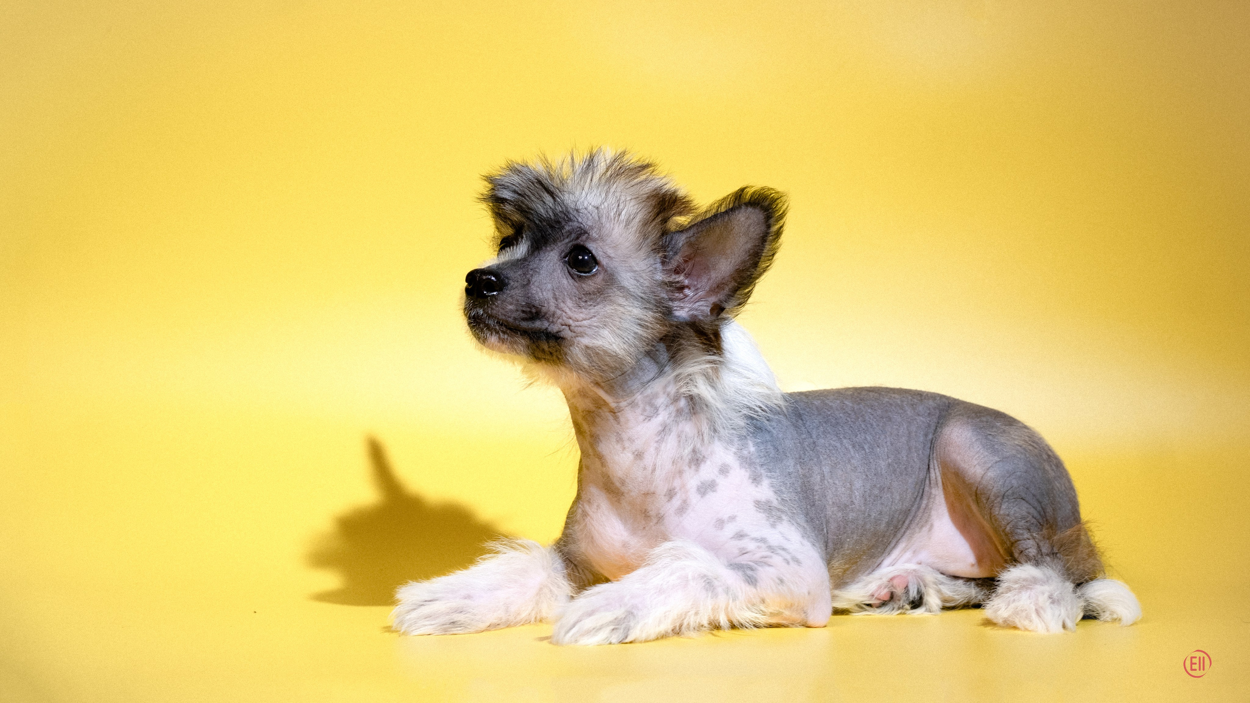 Poale Ell Deniz. Poale Ell Chinese Crested Dog Kennel: Buy a puppy from the kennel
