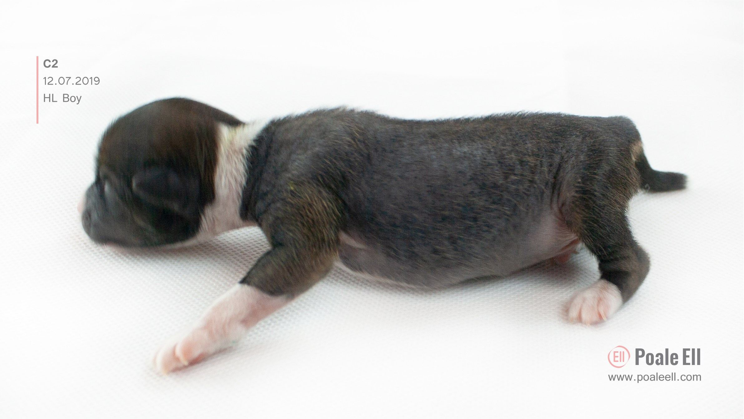 Litter C. Chinese Crested Dog Kennel Poale Ell