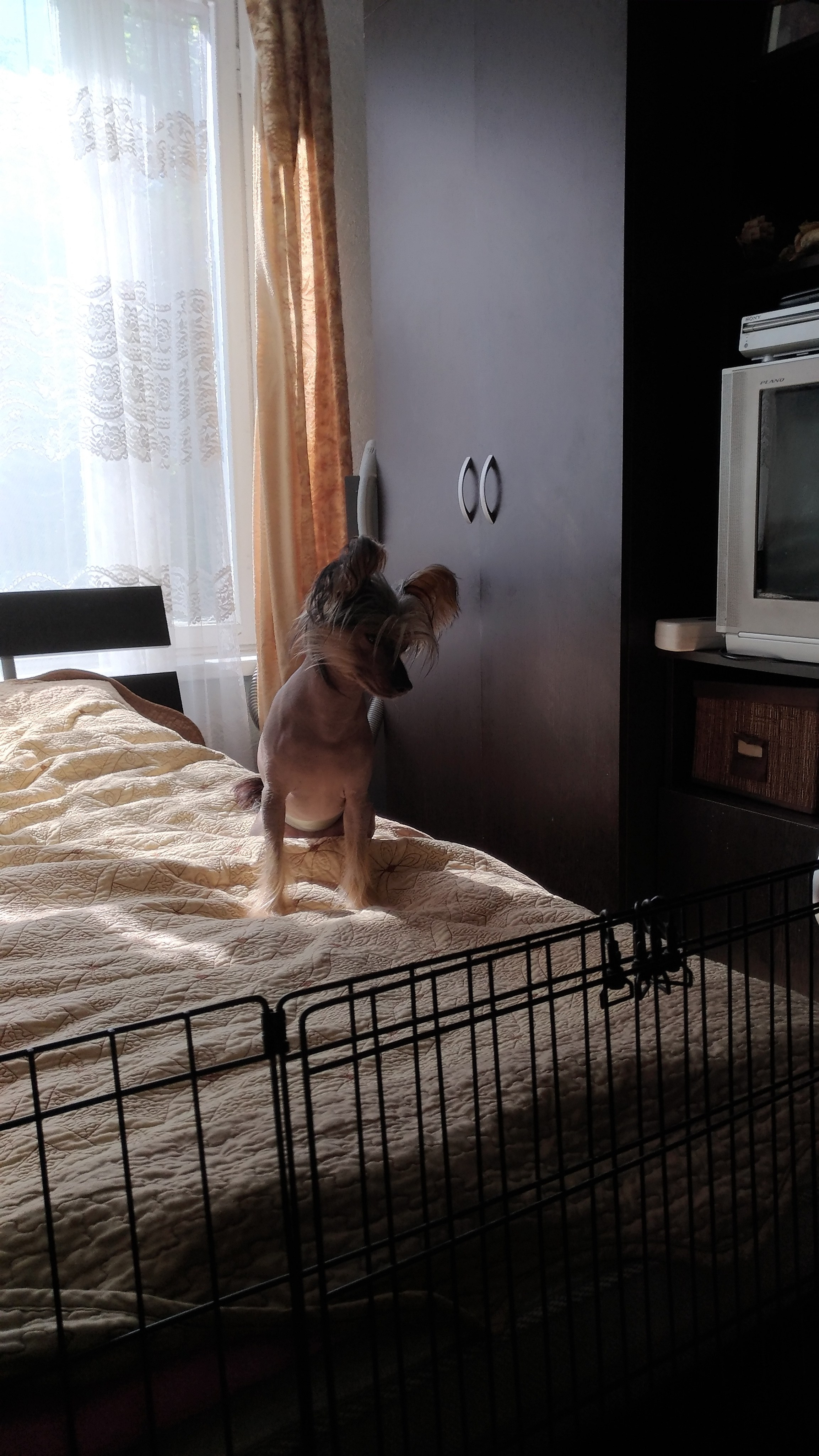 Адамусик милый малыш. Питомник китайских хохлатых собак Poale Ell: купить щенка в питомнике