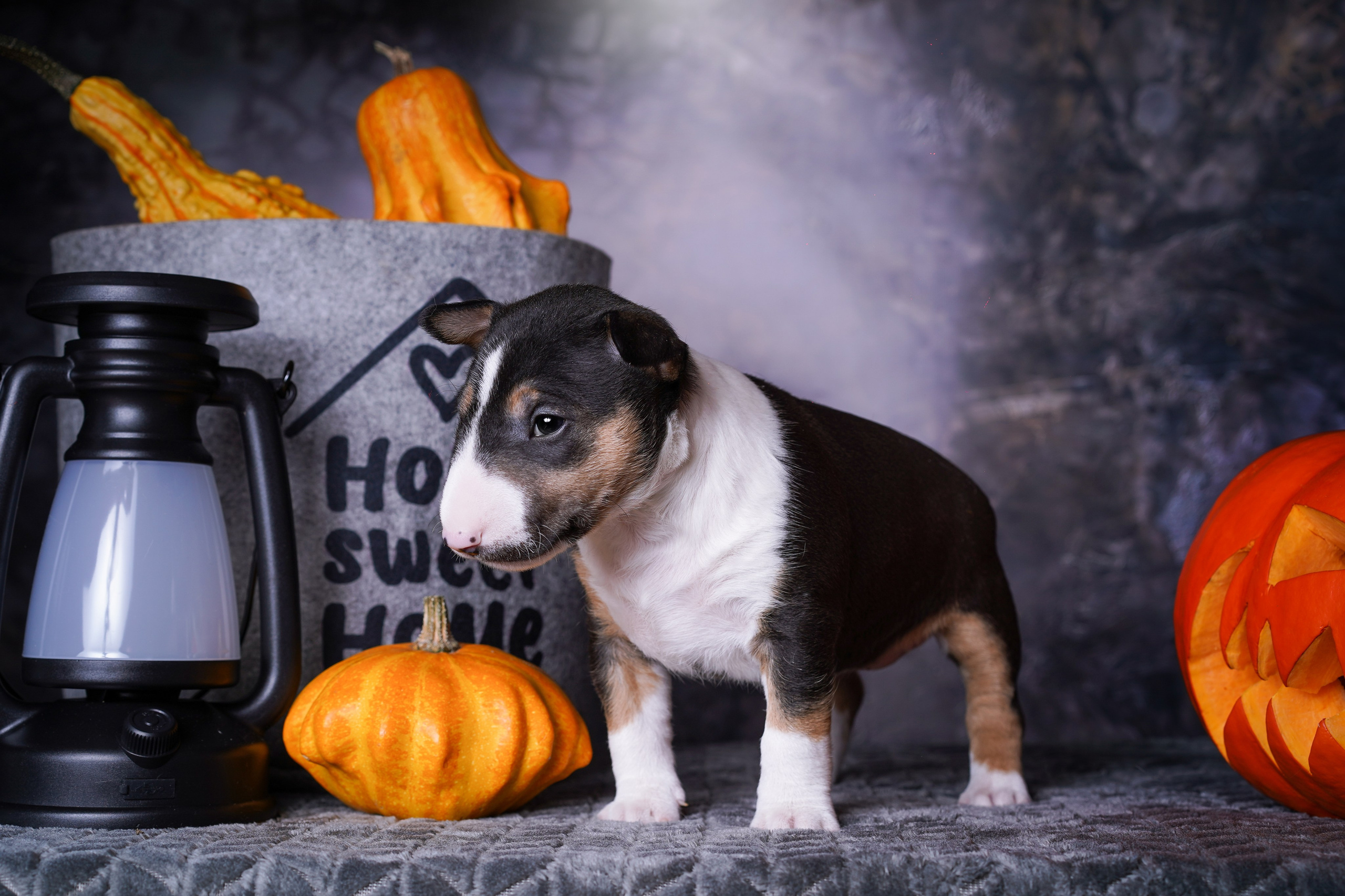 Щенки минибультерьера. Фотограф-анималист в Санкт-Петербурге Яна Мартынова