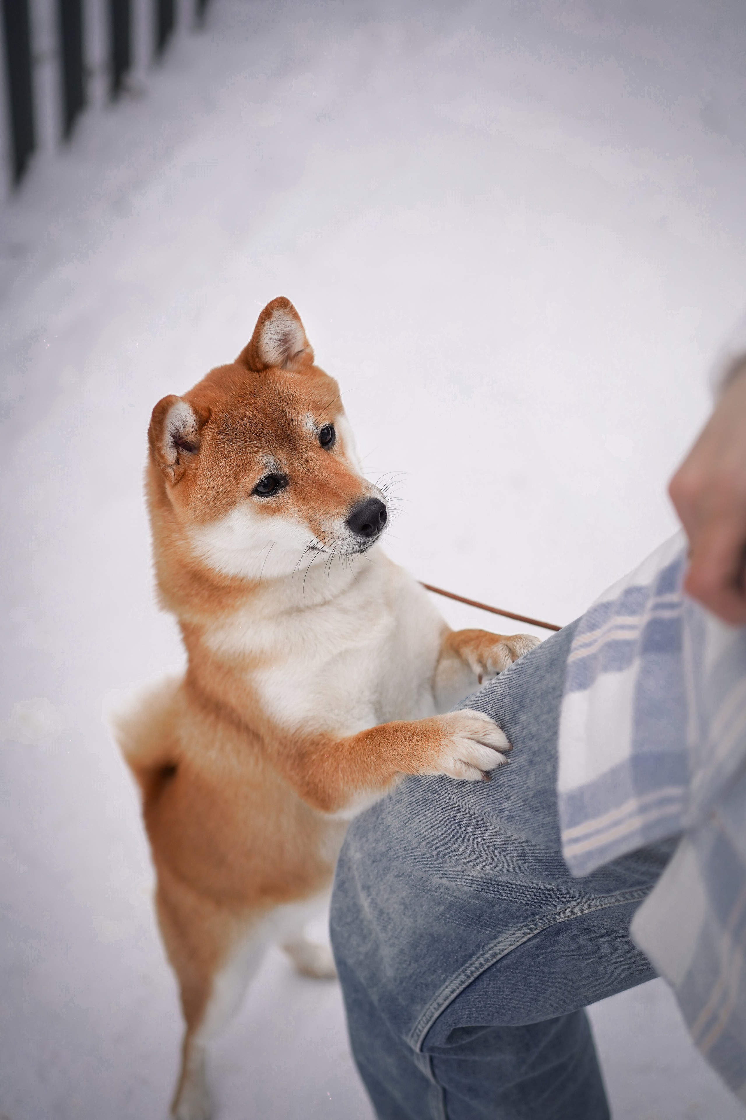 Алина и Юми. Фотограф-анималист в Санкт-Петербурге Яна Мартынова