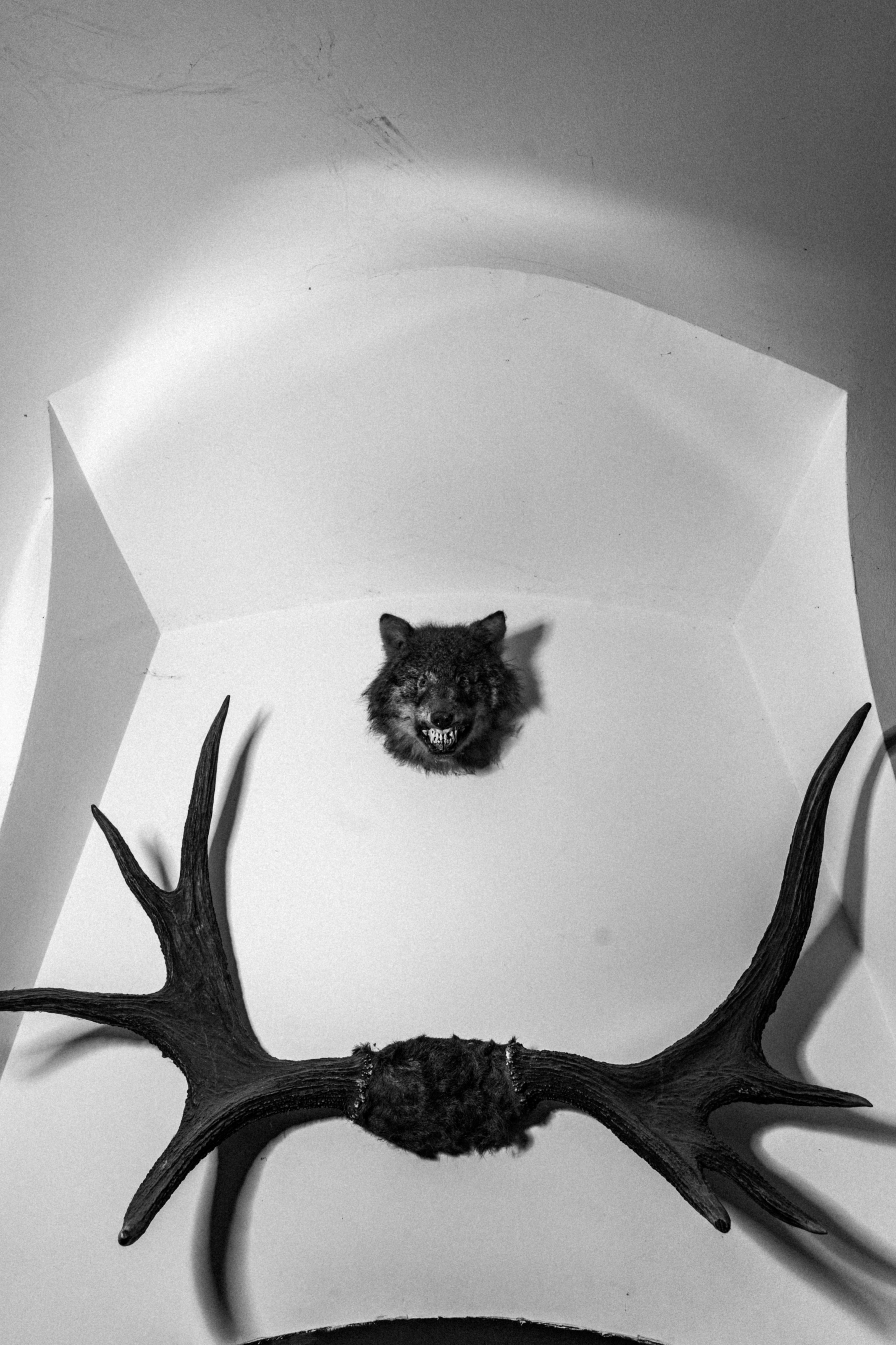 Корпоратив Helloween. Фотограф Новополоцк, Полоцк, Минск, РБ, Зимаков Егор