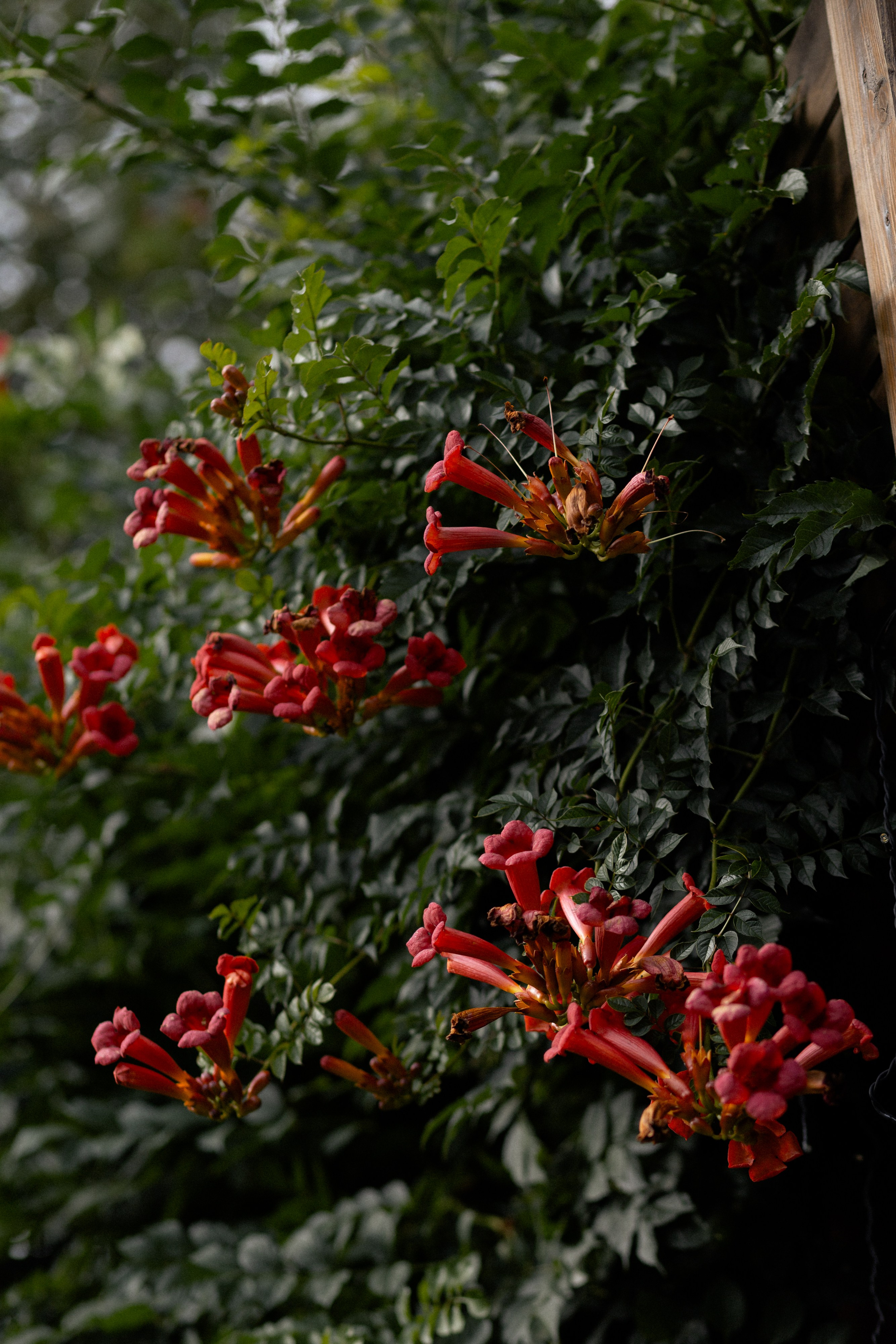 Свадебная фотосессия Анастасии и Игоря в Усадьбе Легенда. Свадебный фотограф в Минске/Беларуси Сергей Спиридонов