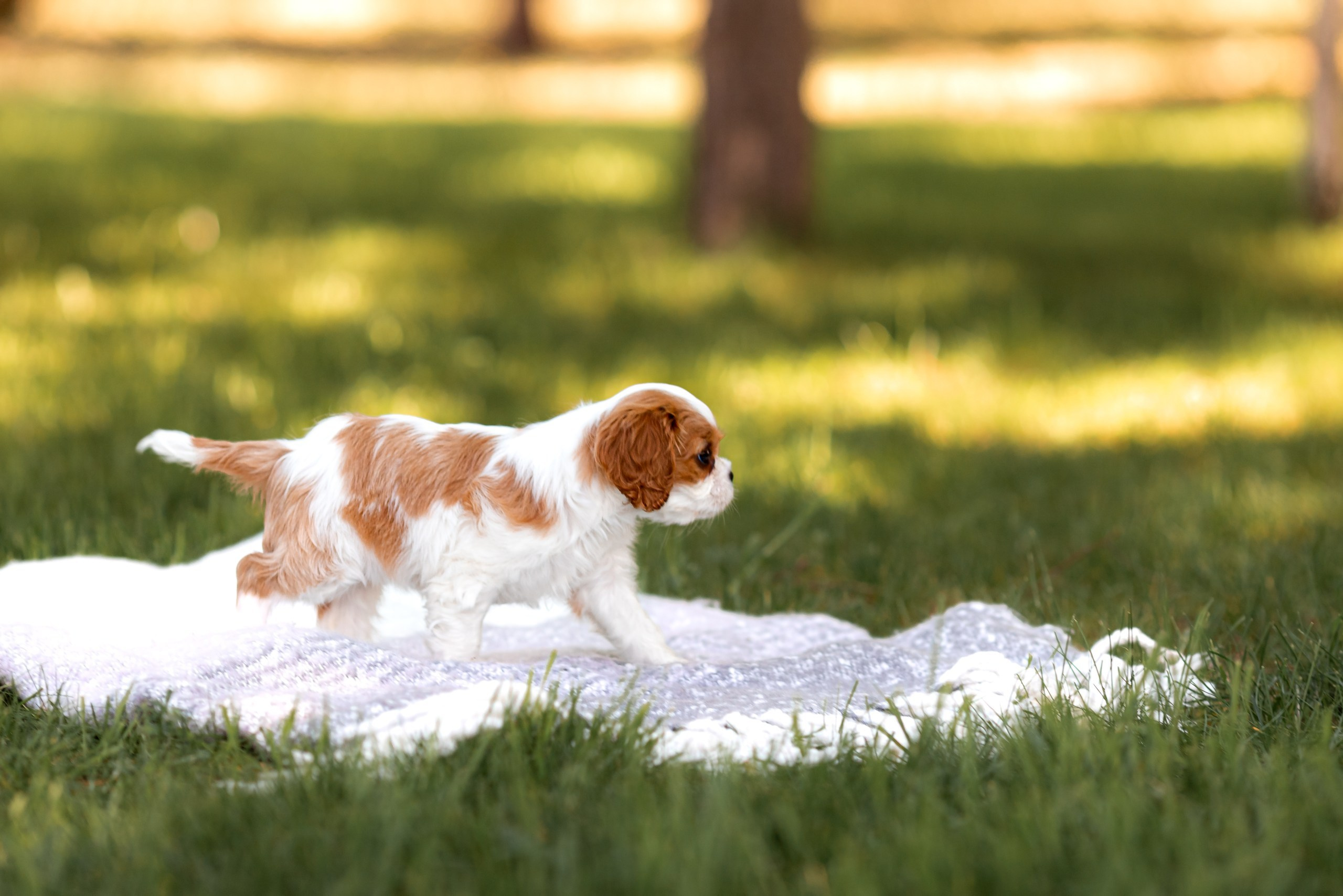 Belle Destino (питомник): щенки. Портретный и репортажный фотограф в Воронеже: Анастасия Пузикова